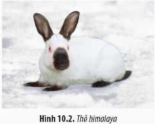 A white rabbit with black ears

Description automatically generated