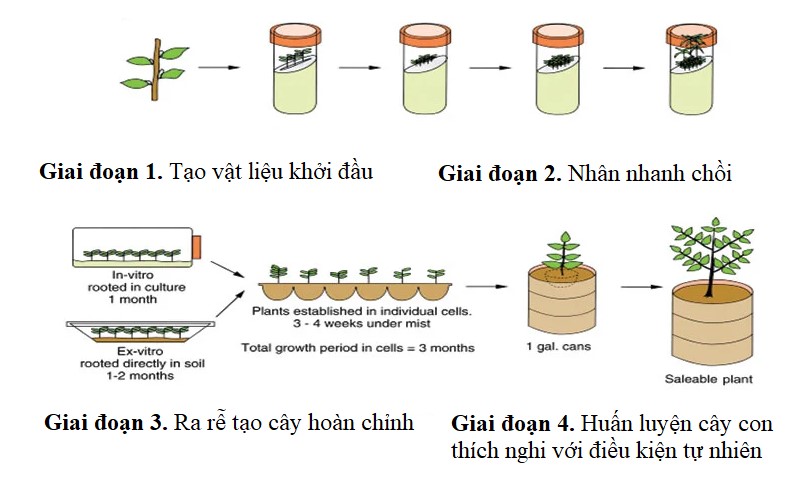 TẠO VẬT LIỆU KHỞI ĐẦU CHO NUÔI CẤY MÔ THỰC VẬT