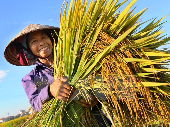 Ấn tượng với những kỷ lục của "Nông dân Việt Nam xuất sắc 2016” - Tạp chí  Tuyên giáo