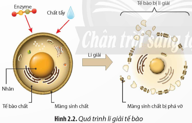 BÀI 2. TÁCH CHIẾT DNA TỪ TẾ BÀONhiệt liệt chào mừng các em học sinh đến với tiết học ngày hôm nay!A. KHỞI ĐỘNGBằng phương pháp nào mà các nhà khoa học có thể thu nhận được các phân tử DNA như mong muốn?B. HÌNH THÀNH KIẾN THỨCHoạt động 1: Tìm hiểu về nguyên lí tách chiết DNA từ tế bào+ Nhóm thảo luận: Ngồi ở trung tâm lớp học và tiến hành thảo luận các vấn đề về nguyên lí tách chiết DNA từ tế bào và hoàn thành Phiếu học tập số 1 (Đính kèm dưới hoạt động).+ Nhóm quan sát: Ngồi xung quanh, tập trung quan sát nhóm thảo luận.Dự kiến sản phẩm:I. NGUYÊN LÍ TÁCH CHIẾT DNA TỪ TẾ BÀO- Để thu nhận DNA phục vụ cho các quá tình nghiên cứu và ứng dụng, cần tiến hành tách chiết DNA từ tế bào (vi khuẩn, thực vật, động vật).- Nguyên lí cơ bản của tách chiết DNA là giải phóng DNA còn nguyên vẹn vào dung dịch tách chiết, loại bỏ các tạp chất để thu nhận DNA tinh sạch.- Quy trình tách chiết DNA gồm các bước cơ bản sau:(1) Chuẩn bị mẫu sinh phẩm: nguồn thu nhận DNA từ tế bào vi khuẩn, mô thực vật hoặc động vật.(2) Lí giải tế bào: phá vỡ màng sinh chất và màng nhân (ở tế bào nhân thực).(3) Loại bỏ các thành phần không mong muốn như carbohydrate, lipid, protein, RNA,...(4) Thu nhận DNA: rửa dịch chiết DNA để loại bỏ các tạp chất còn sót lại để thu nhận DNA tinh khiết.Hoạt động 2: Tìm hiểu về một số phương pháp tách chiết DNA từ tế bào+ Nhóm 1, 2: Tìm hiểu về tách chiết DNA bằng phương pháp tủa.+ Nhóm 3, 4: Tìm hiểu về tách chiết DNA bằng phương pháp cột silica.Dự kiến sản phẩm:1. Tách chiết DNA bằng phương pháp tủa- Nguyên lí: Gây biến tính protein và làm bất hoạt các enzyme phân giải DNA để tách DNA ra khỏi các thành phần khác của tế bào và tiến hành thu nhận DNA.a. Bước 1: Loại bỏ các thành phần không mong muốn(1) Cho hỗn hợp dung môi hữu cơ phenol : chloroform (tỉ lệ 1 : 1) để gây biến tính và kết tủa protein.(2) Lắc mạnh cho đồng nhất dung môi với dịch chiết.(3) Li tâm để tách protein và lipid ra khỏi hỗn hợp DNA và RNA.(4) Dùng proteinase K để loại bỏ các protein còn lại.(5) Dùng pipette hút pha nước để thu nhận hỗn hợp DNA và RNA, tiếp tục loại bỏ các RNA bằng các enzyme ribonuclease. b. Bước 2: Kết tủa và tinh sạch DNA- Bổ sung muối để trung hòa điện tích âm của DNA.- Gây kết tủa DNA bằng dung dịch alcohol (ethanol 70% hoặc isopropanol 35%) ở 4oCtrong 10 phút.- Rửa sạch cặn DNA trong ethanol 70% vài lần để thu được DNA tinh khiết.- Bảo quản DNA.2. Tách chiết DNA bằng phương pháp cột silica- Nguyên lí: Sử dụng các muối chaotropic có vai trò hỗ trợ cho quá trình liên kết giữa DNA với các hạt silica và được giữ lại, các thành phần khác (polysaccharide, protein,...) không thể gắn lên màng sẽ bị loại bỏ để thu nhận DNA tinh sạch.a. Bước 1: Gắn cột- Chuyển lên màng silica thông qua quá trình li tâm với tốc độ 13 000 vòng/phút, DNA được gắn lên cột silica, các thành phần còn lại sẽ đi qua màng và chuyển sang đáy ống li tâm.- Tiến hành loại bỏ tạp chất và tách DNA ra khỏi dung dịch.b. Bước 2: Rửa- Loại bỏ các tạp chất để thu được DNA tinh sạch bằng ethanol.c. Bước 3: Thu nhận DNA- Li tâm để làm khô cột silica nhằm giải phóng DNA khỏi màng silica.C. LUYỆN TẬP1. Tách chiết DNA bằng phương pháp tủ có những ưu điểm và hạn chế gì?2. Nếu bỏ qua bước làm khô cột silica thì sẽ gây khó khăn gì cho quá trình thu nhận DNA?D. VẬN DỤNG