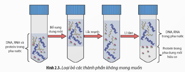 BÀI 2. TÁCH CHIẾT DNA TỪ TẾ BÀONhiệt liệt chào mừng các em học sinh đến với tiết học ngày hôm nay!A. KHỞI ĐỘNGBằng phương pháp nào mà các nhà khoa học có thể thu nhận được các phân tử DNA như mong muốn?B. HÌNH THÀNH KIẾN THỨCHoạt động 1: Tìm hiểu về nguyên lí tách chiết DNA từ tế bào+ Nhóm thảo luận: Ngồi ở trung tâm lớp học và tiến hành thảo luận các vấn đề về nguyên lí tách chiết DNA từ tế bào và hoàn thành Phiếu học tập số 1 (Đính kèm dưới hoạt động).+ Nhóm quan sát: Ngồi xung quanh, tập trung quan sát nhóm thảo luận.Dự kiến sản phẩm:I. NGUYÊN LÍ TÁCH CHIẾT DNA TỪ TẾ BÀO- Để thu nhận DNA phục vụ cho các quá tình nghiên cứu và ứng dụng, cần tiến hành tách chiết DNA từ tế bào (vi khuẩn, thực vật, động vật).- Nguyên lí cơ bản của tách chiết DNA là giải phóng DNA còn nguyên vẹn vào dung dịch tách chiết, loại bỏ các tạp chất để thu nhận DNA tinh sạch.- Quy trình tách chiết DNA gồm các bước cơ bản sau:(1) Chuẩn bị mẫu sinh phẩm: nguồn thu nhận DNA từ tế bào vi khuẩn, mô thực vật hoặc động vật.(2) Lí giải tế bào: phá vỡ màng sinh chất và màng nhân (ở tế bào nhân thực).(3) Loại bỏ các thành phần không mong muốn như carbohydrate, lipid, protein, RNA,...(4) Thu nhận DNA: rửa dịch chiết DNA để loại bỏ các tạp chất còn sót lại để thu nhận DNA tinh khiết.Hoạt động 2: Tìm hiểu về một số phương pháp tách chiết DNA từ tế bào+ Nhóm 1, 2: Tìm hiểu về tách chiết DNA bằng phương pháp tủa.+ Nhóm 3, 4: Tìm hiểu về tách chiết DNA bằng phương pháp cột silica.Dự kiến sản phẩm:1. Tách chiết DNA bằng phương pháp tủa- Nguyên lí: Gây biến tính protein và làm bất hoạt các enzyme phân giải DNA để tách DNA ra khỏi các thành phần khác của tế bào và tiến hành thu nhận DNA.a. Bước 1: Loại bỏ các thành phần không mong muốn(1) Cho hỗn hợp dung môi hữu cơ phenol : chloroform (tỉ lệ 1 : 1) để gây biến tính và kết tủa protein.(2) Lắc mạnh cho đồng nhất dung môi với dịch chiết.(3) Li tâm để tách protein và lipid ra khỏi hỗn hợp DNA và RNA.(4) Dùng proteinase K để loại bỏ các protein còn lại.(5) Dùng pipette hút pha nước để thu nhận hỗn hợp DNA và RNA, tiếp tục loại bỏ các RNA bằng các enzyme ribonuclease. b. Bước 2: Kết tủa và tinh sạch DNA- Bổ sung muối để trung hòa điện tích âm của DNA.- Gây kết tủa DNA bằng dung dịch alcohol (ethanol 70% hoặc isopropanol 35%) ở 4oCtrong 10 phút.- Rửa sạch cặn DNA trong ethanol 70% vài lần để thu được DNA tinh khiết.- Bảo quản DNA.2. Tách chiết DNA bằng phương pháp cột silica- Nguyên lí: Sử dụng các muối chaotropic có vai trò hỗ trợ cho quá trình liên kết giữa DNA với các hạt silica và được giữ lại, các thành phần khác (polysaccharide, protein,...) không thể gắn lên màng sẽ bị loại bỏ để thu nhận DNA tinh sạch.a. Bước 1: Gắn cột- Chuyển lên màng silica thông qua quá trình li tâm với tốc độ 13 000 vòng/phút, DNA được gắn lên cột silica, các thành phần còn lại sẽ đi qua màng và chuyển sang đáy ống li tâm.- Tiến hành loại bỏ tạp chất và tách DNA ra khỏi dung dịch.b. Bước 2: Rửa- Loại bỏ các tạp chất để thu được DNA tinh sạch bằng ethanol.c. Bước 3: Thu nhận DNA- Li tâm để làm khô cột silica nhằm giải phóng DNA khỏi màng silica.C. LUYỆN TẬP1. Tách chiết DNA bằng phương pháp tủ có những ưu điểm và hạn chế gì?2. Nếu bỏ qua bước làm khô cột silica thì sẽ gây khó khăn gì cho quá trình thu nhận DNA?D. VẬN DỤNG