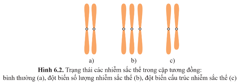 A group of orange objects with black circles

Description automatically generated with medium confidence