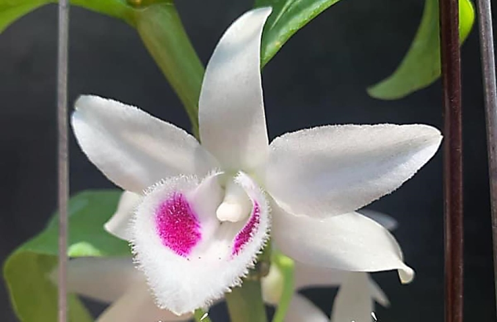 A close-up of a white flower

Description automatically generated