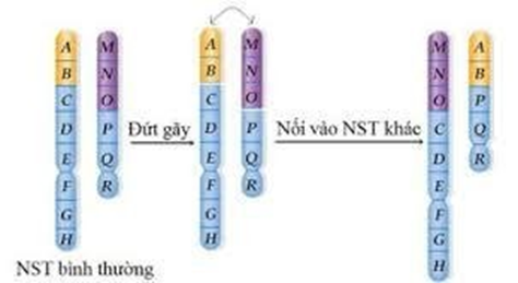 HƯỚNG DẪN CHẤM KIỂM TRA GIỮA HỌC KÌ 1 (2024 – 2025)MÔN: SINH HỌC 12 – CHÂN TRỜI SÁNG TẠO……………………………. TRƯỜNG THPT .........BẢNG NĂNG LỰC VÀ CẤP ĐỘ TƯ DUYMÔN: SINH HỌC 12 – CHÂN TRỜI SÁNG TẠOThành phần năng lựcCấp độ tư duyPHẦN IPHẦN IIPHẦN IIINhận biếtThông hiểuVận dụngNhận biếtThông hiểuVận dụngNhận biếtThông hiểuVận dụng1. Nhận thức sinh học63 24121 2. Tìm hiểu thế giới sống41 34 1  3. Vận dụng kiến thức, kĩ năng đã học211  2 11TỔNG1251583321  TRƯỜNG THPT .........BẢN ĐẶC TẢ KĨ THUẬT ĐỀ KIỂM TRA GIỮA HỌC KÌ 1 (2024 – 2025)