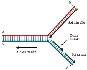 HƯỚNG DẪN CHẤM KIỂM TRA GIỮA HỌC KÌ 1 (2024 – 2025)MÔN: SINH HỌC 12 – CHÂN TRỜI SÁNG TẠO……………………………. TRƯỜNG THPT .........BẢNG NĂNG LỰC VÀ CẤP ĐỘ TƯ DUYMÔN: SINH HỌC 12 – CHÂN TRỜI SÁNG TẠOThành phần năng lựcCấp độ tư duyPHẦN IPHẦN IIPHẦN IIINhận biếtThông hiểuVận dụngNhận biếtThông hiểuVận dụngNhận biếtThông hiểuVận dụng1. Nhận thức sinh học63 24121 2. Tìm hiểu thế giới sống41 34 1  3. Vận dụng kiến thức, kĩ năng đã học211  2 11TỔNG1251583321  TRƯỜNG THPT .........BẢN ĐẶC TẢ KĨ THUẬT ĐỀ KIỂM TRA GIỮA HỌC KÌ 1 (2024 – 2025)