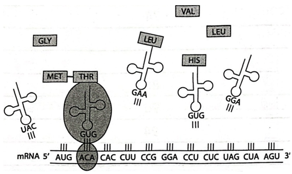 HƯỚNG DẪN CHẤM KIỂM TRA GIỮA HỌC KÌ 1 (2024 – 2025)MÔN: SINH HỌC 12 – CHÂN TRỜI SÁNG TẠO…………………………………………. TRƯỜNG THPT .........BẢNG NĂNG LỰC VÀ CẤP ĐỘ TƯ DUYMÔN: SINH HỌC 12 – CHÂN TRỜI SÁNG TẠOThành phần năng lựcCấp độ tư duyPHẦN IPHẦN IIPHẦN IIINhận biếtThông hiểuVận dụngNhận biếtThông hiểuVận dụngNhận biếtThông hiểuVận dụng1. Nhận thức sinh học63 11321 2. Tìm hiểu thế giới sống41  121  3. Vận dụng kiến thức, kĩ năng đã học211 35 11TỔNG12511510321  TRƯỜNG THPT .........BẢN ĐẶC TẢ KĨ THUẬT ĐỀ KIỂM TRA GIỮA HỌC KÌ 1 (2024 – 2025)