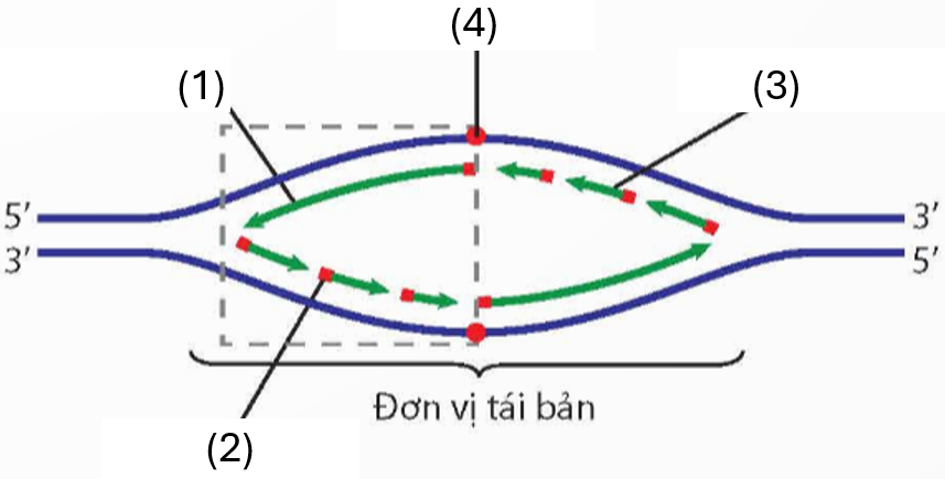 HƯỚNG DẪN CHẤM KIỂM TRA GIỮA HỌC KÌ 1 (2024 – 2025)MÔN: SINH HỌC 12 – KẾT NỐI TRI THỨC………………………….. TRƯỜNG THPT .........BẢNG NĂNG LỰC VÀ CẤP ĐỘ TƯ DUYMÔN: SINH HỌC 12 – KẾT NỐI TRI THỨCThành phần năng lựcCấp độ tư duyPHẦN IPHẦN IIPHẦN IIINhận biếtThông hiểuVận dụngNhận biếtThông hiểuVận dụngNhận biếtThông hiểuVận dụng1. Nhận thức sinh học63 15221 2. Tìm hiểu thế giới sống41  211  3. Vận dụng kiến thức, kĩ năng đã học211 32 11TỔNG12511105321  TRƯỜNG THPT .........BẢN ĐẶC TẢ KĨ THUẬT ĐỀ KIỂM TRA GIỮA HỌC KÌ 1 (2024 – 2025)