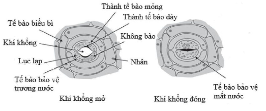 HOẠT ĐỘNG KHỞI ĐỘNGGV yêu cầu HS thảo luận và trả lời:Các em có biết, tại sao khi tiếp xúc lâu với nước, da chúng ta sẽ có hiện tượng bị seo lại? Tại sao khi muối dưa, lúc đầu dưa cải được cho vào đầy lọ nhưng sau một thời gian, lượng dưa cải lại rút xuống chỉ còn 2/3 lọ?HOẠT ĐỘNG HÌNH THÀNH KIẾN THỨC