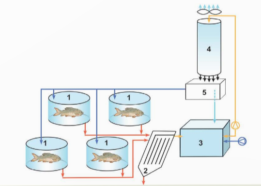 BÀI 21: MỘT SỐ ỨNG DỤNG CÔNG NGHỆ CAO TRONG NUÔI THUỶ SẢN(17 CÂU)