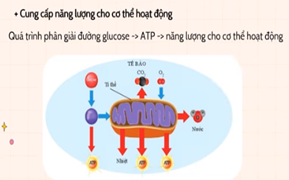 BÀI 22: VAI TRÒ CỦA NƯỚC VÀ CÁC CHẤT DINH DƯỠNG ĐỐI VỚI CƠ THỂ SINH VẬT