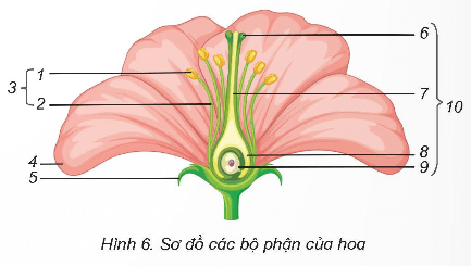 PHIẾU HỌC TẬP 1BÀI 8: SỰ SINH SẢN CỦA THỰC VẬT CÓ HOA1. Trình bày vai trò của các bộ phận của hoaCác bộ phận của hoaVai tròĐài hoa...............................................................................................Cánh hoa...............................................................................................Nhị hoa...............................................................................................Nhụy hoa...............................................................................................2. Vẽ một bông hoa và ghi chú các bộ phận chính: đài hoa, cánh hoa, nhị hoa, nhụy hoa..............................................................................................................................................................................................................................................................................................................................................................................................................................................................................................................................................................................................................................................................................................................3. Hãy kể tên một số hoa có cả nhị và nhụy hoặc hoa chỉ có nhị hoặc nhụy- Hoa cả cả nhị và nhụy:.........................................................................................................................................- Hoa chỉ có nhị:.........................................................................................................................................- Hoa chỉ có nhụy:.........................................................................................................................................4. Từ bài tập 3, hãy chỉ ra đâu là hoa đơn tính, đâu là hoa lưỡng tính............................................................................................................................................................................................................................................................................................................................................................................................................................PHIẾU HỌC TẬP 2