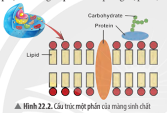 BÀI 22: VAI TRÒ CỦA NƯỚC VÀ CÁC CHẤT DINH DƯỠNG ĐỐI VỚI CƠ THỂ SINH VẬT