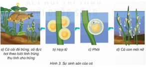 BÀI 15: SINH SẢN CỦA ĐỘNG VẬT(2 tiết)