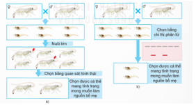 BÀI 15: ỨNG DỤNG CÔNG NGHỆ SINH HỌC TRONGCHỌN VÀ NHÂN GIỐNG THỦY SẢN