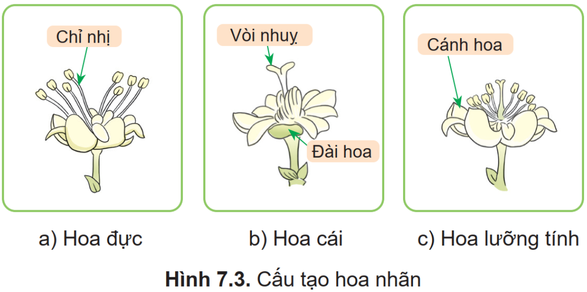 BÀI 7. KĨ THUẬT TRỒNG VÀ CHĂM SÓC CÂY NHÃN