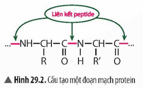 BÀI 29. PROTEIN