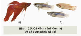 BÀI 15: ỨNG DỤNG CÔNG NGHỆ SINH HỌC TRONGCHỌN VÀ NHÂN GIỐNG THỦY SẢN