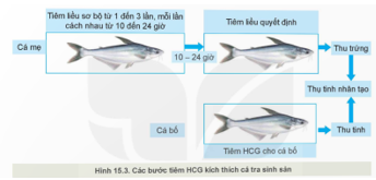 BÀI 15: ỨNG DỤNG CÔNG NGHỆ SINH HỌC TRONGCHỌN VÀ NHÂN GIỐNG THỦY SẢN