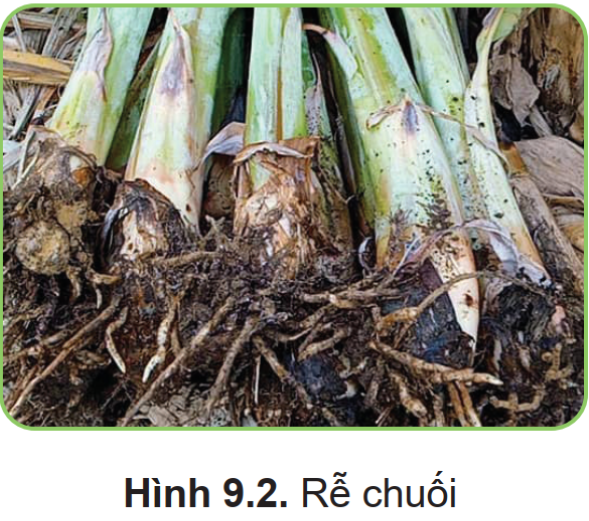 BÀI 9. KĨ THUẬT TRỒNG VÀ CHĂM SÓC CÂY CHUỐI