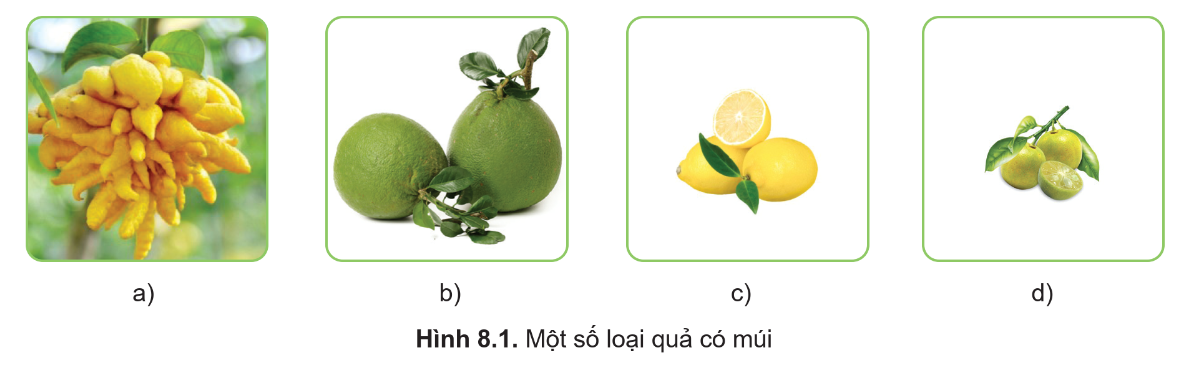 BÀI 8. KĨ THUẬT TRỒNG VÀ CHĂM SÓC CÂY ĂN QUẢ CÓ MÚI 