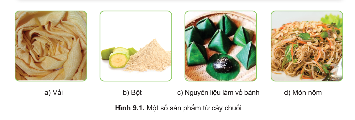 BÀI 9. KĨ THUẬT TRỒNG VÀ CHĂM SÓC CÂY CHUỐI