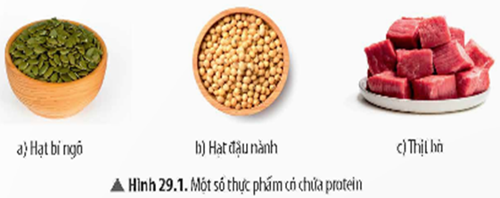 BÀI 29. PROTEIN