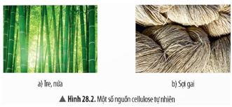 BÀI 28. TINH BỘT VÀ CELLULOSE