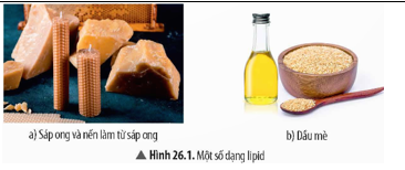 CHỦ ĐỀ 9: LIPID. CARBOHYDRATE. PROTEIN. POLYMER