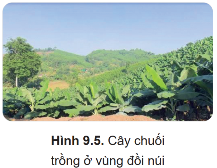 BÀI 9. KĨ THUẬT TRỒNG VÀ CHĂM SÓC CÂY CHUỐI