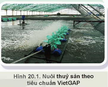 BÀI 20: NUÔI THỦY SẢN THEO TIÊU CHUẨN VIETGAP