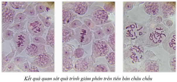 HOẠT ĐỘNG KHỞI ĐỘNGGV đặt câu hỏi kiểm tra kiến thức cũ: Trình bày ngắn gọn quá trình nguyên phân, giảm phân và nêu điểm giống nhau, khác nhau cơ bản giữa hai quá trình này.HOẠT ĐỘNG HÌNH THÀNH KIẾN THỨC