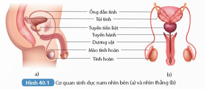 HOẠT ĐỘNG KHỞI ĐỘNGGV yêu cầu HS thảo luận và trả lời:Nêu chức năng của hệ sinh dục nam.HOẠT ĐỘNG HÌNH THÀNH KIẾN THỨC