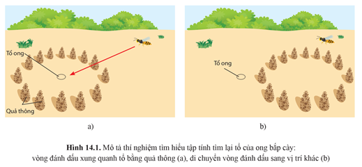 BÀI 14. TẬP TÍNH Ở ĐỘNG VẬTHOẠT ĐỘNG KHỞI ĐỘNGGV yêu cầu HS thảo luận và trả lời:Ong bắp cày cái (Philanthus triangulum) có tập tính đi kiếm ăn xa tổ và tìm lại đúng tổ của nó giữa rất nhiều các tổ khác khi trở về. Nhà tập tính học Niko Tinbergen đã làm thí nghiệm đánh dấu xung quanh tổ ong bằng các quả thông (trong khi ong ở trong xây tổ). Sau hai ngày, ông dịch chuyển vòng đánh dấu ra xa khỏi tổ (hình 14.1). Theo em, ong có tìm thấy tổ của mình khi quay trở về không? Vì sao?HOẠT ĐỘNG HÌNH THÀNH KIẾN THỨCHoạt động 1. Tìm hiểu về khái niệm và vai trò của tập tínhHS thảo luận trả lời câu hỏi: Nêu khái niệm tập tính.Tập tính có vai trò như thế nào?Sản phẩm dự kiến:- Tập tính là chuỗi các hoạt động của động vật trả lời các kích thích từ môi trường, đảm bảo cho cơ thể động vật tồn tại và phát triển.- Tập tính có vai trò:+ Tìm kiếm, bảo vệ và lấy thức ăn: kiến sử dụng pheromone để đánh dấu đường đi…+ Tìm kiếm bạn tình, tăng cơ hội truyền gene cho thế hệ sau: tập tính xòe đuôi của công đực…+ Báo động nguy hiểm: cá trê bị thương tiết chất cảnh báo khuếch tán vào nước báo động những con cá trê khác…+ Giao tiếp thông tin: Tập tính đánh dấu lãnh thổ bằng nước tiểu…+ Duy trì cân bằng nội môi: tập tính quần tụ của chim cánh cụt để duy trì thân nhiệt…- Pheromone là những chất do cơ thể tiết ra ngoài môi trường, được sử dụng như những tín hiệu hóa học cho những cá thể cùng loài.+ Pheromone phổ biến ở côn trùng, động vật có vú.+ VD: bướm tắm cái tiết pheromone để thu hút bướm đực đến giao phối…Hoạt động 2. Tìm hiểu về phân loại tập tínhHS thảo luận trả lời câu hỏi: Di truyền được phân loại như thế nào?Sản phẩm dự kiến:- Phân loại dựa vào đặc điểm di truyền: + Tập tính bẩm sinh + Tập tính học được+ Tập tính hỗn hợp - Phân loại dựa vào chức năng:+ Tập tính kiếm ăn+ Tập tính sinh sản + Tập tính bảo vệ lãnh thổ+ Tập tính di cư+ Tập tính xã hội⇨Kết luận: Dựa vào đặc điểm di truyền, tập tính chia thành ba loại: tập tính bẩm sinh, tập tính học được và tập tính hỗn hợpHoạt động 3. Một số hình thức học tập ở động vậtHS thảo luận trả lời câu hỏi: Em hãy trình bày đặc điểm của một số hình thức học tập ở động vật. Nêu ví dụ.Sản phẩm dự kiến:a) Quen nhờn- Đặc điểm: là hình thức học tập đơn giản nhất. Con vật phớt lờ, không trả lời những kích thích lặp lại nhiều lần nếu không kèm theo sự nguy hiểm.- Ví dụ: Đàn chim đang đậu ở sân mổ thóc, nghe thấy tiếng động mạnh, vội bay lên sau đó lại đậu trở lại. Nếu kích thích (tiếng động) lặp lại nhiều lần mà không kèm theo nguy hiểm → chim sẽ quen và không bay đi nữa.b) In vết- Đặc điểm:là hình thức học tập liên quan đến bản năng in vết, được hình thành ở một giai đoạn nhất định trong cuộc đời (thường là lúc mới sinh vài ngày) giúp cá thể con học tập các hành vi theo “tín hiệu in vết” thường là mẹ.- Ví dụ: Gà con sau sinh in vết với gà mẹ.c) Học nhận biết không gian- Đặc điểm: là hình thức hình thành trí nhớ về cấu trúc không gian trong môi trường.- Ví dụ: Ong định vị tổ bằng cách học được vị trí của tổ so với các mốc nhìn thấy được (như vòng quả thông bao quanh).d) Học liên hệ- Đặc điểm: là hình thức học tập có sự liên hệ giữa các kích thích với nhau gồm:+ Kiểu học kinh điển (kiểu Pavlov)+ Kiểu học hành động (thử và sai, kiểu Skinner)e) Học giải quyết vấn đề - Đặc điểm: là hình thức phức tạp của học tập, đó là sự phối hợp các kinh nghiệm để tìm cách giải quyết những tình huống mới.f) Học xã hội- Đặc điểm: là hình thức học cách giải quyết vấn đề bằng cách quan sát hành vi của các cá thể khác.….HOẠT ĐỘNG LUYỆN TẬPTừ nội dung bài học, GV yêu cầu HS hoàn thành các bài tập trắc nghiệm sau:Câu 1: Học ngầm là kiểu học không có ý thức, sau đó những điều đã họcA. không được dùng đến nên động vật sẽ quên điB. lại được củng cố bằng các hoạt động có ý thứcC. được tái hiện giúp động vật giải quyết được những tình huống tương tựD. được tái hiện giúp động vật giải quyết được những tình huống khác lạCâu 2: Điều kiện hoá hành động là:A. Kiểu liên kết giữa các hành vi và các kích thích sau đó động vật chủ động lặp lại các hành vi này.B. Kiểu liên kết giữa một hành vi với một hệ quả mà  sau đó động vật chủ động lặp lại các hành vi này.C. Kiểu liên kết giữa một hành vi và một kích thích sau đó động vật chủ động lặp lại các hành vi này.D. Kiểu liên kết giữa hai hành vi với nhau mà sau đó động vật chủ động lặp lại các hành vi này.Câu 3: Vừa cho chó ăn vừa đánh chuông, sau khi thực hiện nhiều lần như thế, chỉ nghe tiếng chuông thì chó đã tiết nước bọt. Hiện tượng trên là hiện tượng:A. Quen nhờnB. Học ngầmC. Học khônD. Điều kiện hóa đáp ứng.Câu 4: Khi mở nắp bể, đàn cá cảnh tập trung về nơi thường cho ăn. Đây là một ví dụ về hình thức học tậpA. Điều kiện hóa hành độngB. Điều kiện hóa đáp ứngC. Học khônD. Học ngầmCâu 5: In vết là hiện tượng học tập ở động vật trong đó:A. Động vật bám theo các vật chuyển động mà chúng nhìn thấy lần đầu tiênB. Động vật thực hiện di trú hằng năm về một nơi mà những năm trước đó chúng đã đếnC. Động vật đánh dấu lãnh thổ của mình bằng các chất bài tiết của cơ thểD. Động vật ghi nhớ Phương pháp săn mồiSản phẩm dự kiến:Câu 1 - CCâu 2 - BCâu 3 - DCâu 4 - BCâu 5 - A HOẠT ĐỘNG VẬN DỤNG