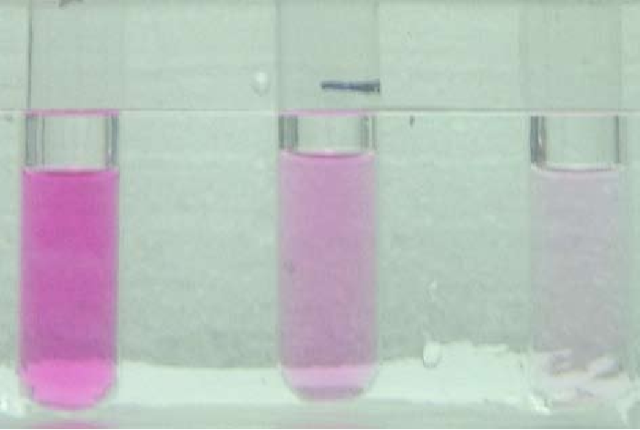 A row of test tubes with pink liquid

Description automatically generated