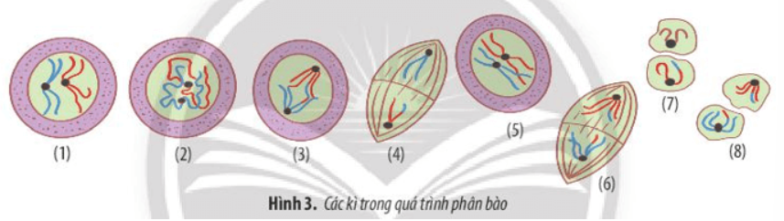 HOẠT ĐỘNG KHỞI ĐỘNG- GV đặt câu hỏi yêu cầu HS thảo luận và trả lời câu hỏi: Em hãy kể tên các chủ đề chúng ta đã học ở chương 4.HOẠT ĐỘNG HÌNH THÀNH KIẾN THỨCHoạt động 1: Hệ thống hóa kiến thức- GV yêu cầu HS quan sát sơ đồ hệ thống kiến thức SGK tr.104 để HS nhớ lại các kiến thức đã học ở chương 4: Chu kì tế bào, phân bào và công nghệ tế bào- GV chuẩn bị bộ câu hỏi liên quan đến cấu trúc tế bào, mỗi câu hỏi gồm 4 phương án lựa chọn để tổ chức trò chơi Ai là triệu phú. (Danh sách câu hỏi ở phần Hồ sơ học tập).- GV chia lớp thành 4 nhóm nhỏ, sắp xếp vị trí ngồi để các nhóm thuận tiện trao đổi, làm việc nhóm.- GV phổ biến luật chơi cho HS: Có tổng cộng 12 câu hỏi. Mỗi câu hỏi sẽ có 4 phương án trả lời. Các đội chơi  có thời gian suy nghĩ cho mỗi câu hỏi là 15s. Hết thời gian thảo luận, đội nào có tín hiệu xin trả lời nhanh hơn sẽ được đưa ra đáp án. Các đội khác có thể giành điểm nếu đội trả lời đầu tiên đưa ra đáp án sai. Mỗi câu trả lời đúng sẽ ghi được 1 điểm. Hết 12 câu hỏi, đội nào ghi được nhiều điểm hơn sẽ giành chiến thắng.- GV lần lượt chiếu các câu hỏi với 4 phương án lựa chọn lên slide và khuyến khích HS tích cực tham gia trò chơi.- GV chọn ra 2 – 3 HS làm trọng tài và tính điểm.Sản phẩm dự kiến:Câu trả lời cho các câu hỏi của HS trong trò chơi Ai là triệu phú.Hoạt động 2: Hướng dẫn giải bài tậpGV yêu cầu HS làm việc theo nhóm (mỗi nhóm 4 - 5 HS), thảo luận để hoàn thành các bài tập trong phiếu học tập. (Phiếu học tập ở phần hồ sơ học tập).Câu 1: Trong cơ thể sinh vật, để tăng nhanh số lượng, bạch cầu có hình thức sinh sản trực phân.Câu 2: Tại sao quá trình nguyên phân thuộc chu kì tế bào còn giảm phân thì không?Câu 3: Quan sát Hình 1 và 2. Điền tên các kì thích hợp vào ô trống.Câu 4: Quan sát hình 3, sắp xếp các hình theo trật tự đúng của các kì trong quá trình phân bào.….HOẠT ĐỘNG LUYỆN TẬPTừ nội dung bài học, GV yêu cầu HS hoàn thành các bài tập trắc nghiệm sau:Câu 1: Khi nói về công nghệ tế bào, phát biểu nào sau đây đúng?A. Nuôi cấy và lưỡng bội hóa hạt phấn có thể tạo ra đời con có kiểu hình khác cây mẹ.B. Lai 2 tế bào trần cùng loại tạo ra thể song nhị bộ.C. Nuôi cấy mô tế bào để tạo ra quần thể cây trồng có kiểu gen đa dạng.D. Cấy truyền phôi ở động vật chỉ cần sử dụng 1 cá thể cái để nuôi phôi.Câu 2: Trong công nghệ tế bào thực vật, phương pháp nào có sử dụng hóa chất consixin?A. Nuôi cấy mô tế bào và lai tế bào sinh dưỡngB. Nuôi cấy mô tế bào và nuôi cấy hạt phấnC. Nuôi cấy hạt phấn và lai tế bào sinh dưỡngD. Nuôi cấy mô tế bàoCâu 3: Các tế bào toàn năng có khả năng nào sau đây?A. Biệt hóa và phản biệt hóa.B. Nguyên phân liên tục.C. Duy trì sự sống vĩnh viễn.D. Giảm phân liên tục.Câu 4: Kĩ thuật nào dưới đây là ứng dụng của công nghệ tế bào trong tạo giống mới ở thực vật?A. Nuôi cấy hạt phấnB. Nuôi cấy mô tế bàoC. Cấy truyền phôiD. Nhân bản vô tínhCâu 5: Đặc điểm của phân bào II trong giảm phân làA. Tương tự như quá trình nguyên phânB. Thể hiện bản chất giảm phânC. Số NST trong tế bào là n ở mỗi kìD. Có xảy ra tiếp hợp NST Sản phẩm dự kiến:Câu 1 - ACâu 2 - CCâu 3 - ACâu 4 - ACâu 5 - A HOẠT ĐỘNG VẬN DỤNG