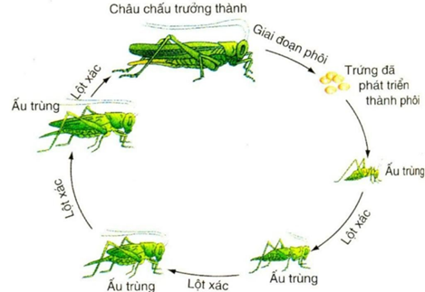 BÀI 22. SINH TRƯỞNG VÀ PHÁT TRIỂN Ở ĐỘNG VẬT HOẠT ĐỘNG KHỞI ĐỘNGGV yêu cầu HS thảo luận và trả lời:Quá trình một tế bào hợp tử phát triển thành một cơ thể hoàn chỉnh diễn ra như thế nào?HOẠT ĐỘNG HÌNH THÀNH KIẾN THỨCHoạt động 1. Tìm hiểu đặc điểm và các giai đoạn sinh trưởng, phát triển ở động vật.GV đặt câu hỏi hướng dẫn học sinh tìm hiểu:Em hãy trình bày tóm tắt các đặc điểm sinh trưởng và phát triển ở động vật.Giai đoạn phôi và hậu phôi diễn ra ở đâu? Quá trình phát triển phôi thai ở người có thể bị tác động bởi các yếu tố bên ngoài nào? Hậu quả có thể xảy ra?Sản phẩm dự kiến:1. Đặc điểm sinh trưởng và phát triểnĐặc điểm sinh trưởng và phát triển của động vật thế hiện qua:+ Tốc độ sinh trưởng và phát triển của cơ thế không đều theo thời gian.+ Tốc độ sinh trưởng và phát triển ở các phấn khác nhau của cơ thế không giống nhau.+ Các cơ quan, hệ cơ quan của phôi thai phát triển theo thời gian khác nhau.+ Thời gian sinh trưởng và phát triển đạt đến kích thước tối đa là khác nhau ở các loài động vật.2. Các giai đoạn sinh trưởng và phát triển a) Giai đoạn phôi:- Ở động vật đẻ trứng, giai đoạn phôi diễn ra trong trứng đã thụ tinh; - Ở động vật đẻ con, giai đoạn phôi diễn ra trong cơ thể mẹ.- Gồm nhiều giai đoạn kế tiếp nhau: phân cắt => phôi nang => phôi vị =>  tạo cơ quan.b) Giai đoạn hậu phôi: - Diễn ra sau khi trứng nở hoặc sau khi con sinh ra → diễn ra ngoài môi trường.- Có thể là phát triển qua biến thái hoặc phát triển không qua biến thái.Trả lời câu hỏi thảo luận- Cơ thể người mẹ mang thai không được cung cấp đủ chất dinh dưỡng hoặc lạm dụng một số chất kích thích như rượu, bia, thuốc lá làm phôi thai phát triển kém, trẻ sinh ra nhẹ cân, sức sống kém.- Sử dụng một số loại thuốc chữa bệnh mà không có sự hướng dẫn của bác sĩ, bị mắc bệnh lây truyền qua đường tình dục (lâu, giang mai....) có thể dẫn đến phôi thai phát triển không bình thường, dị tật, thậm chí thai chết.Hoạt động 2. Tìm hiểu về các hình thức phát triểnGV đưa ra câu hỏi: Em hãy nêu tiêu chí để phân biệt các hình thức phát triển ở động vậtEm hãy trả lời các câu hỏi Dừng lại và suy ngẫm trang 148.1. Phân biệt phát triển không qua biến thái và phát triển qua biến thái, phát triển qua biến thái hoàn toàn và biến thái không hoàn toàn.2. Kẻ bảng vào vở theo mẫu sau, điền ít nhất tên 10 loài động vật vào bảng và đánh dấu x vào kiểu biến thái của chúng.Tên động vậtPhát triển không qua biến thái Phát triển qua biến tháiBiến thái hoàn toànBiến thái không hoàn toàn1. Ruồi x 2. .......   3. Quan sát Hình 22.1 và 22.2, phân biệt các giai đoạn sinh trưởng và phát triển của con người từ giai đoạn phôi cho đến khi trưởng thành, từ đó giải thích tại sao cần có chế độ ăn uống phù hợp cho trẻ em và phụ nữ khi mang thai?Sản phẩm dự kiến:Dựa vào hình thái, cấu tạo của con non thành con trưởng thành người ta phân biệt hai kiểu phát triển: phát triển không qua biến thái và phát triển qua biến thái.Đáp án Câu hỏi Dừng lại và suy ngẫm trang 148.1. - Phát triển không qua biến thái là quá trình phát triển trong đó con non mới nở từ trứng ra, hoặc mới sinh ra đã có hình thái và cấu tạo giống con trưởng thành. - Phát triển qua biến thái là quá trình phát triển mà ấu trùng có hình thái và cấu tạo khác với con trưởng thành.- Phát triển qua biến thái hoàn toàn là quá trình phát triển mà ấu trùng có hình thái và cấu tạo khác hẳn con trưởng thành. - Phát triển qua biến thái không hoàn toàn là quá trình phát triển mà ấu trùng phát triển chưa hoàn thiện, trải qua nhiều lần lột xác, ấu trùng biến đổi thành con trưởng thành,2. (Bảng đính kèm dưới HĐ2)3. Giai đoạn phôi thai trong bụng mẹ gồm: giai đoạn phôi (hai tháng đầu) và giai đoạn thai (từ tháng thứ ba trở đi). Giai đoạn sau sinh gồm các giai đoạn ấu thơ, mầm non, nhi đồng, thiếu niên, thanh niên, trường thành.- Khi người mẹ mang thai, ngoài chất dinh dưỡng và năng lượng cần cung cấp cho người mẹ, còn cần cung cấp chất dinh dưỡng và năng lượng cho phôi thai phát triển. Nếu cung cấp không đủ chất dinh dưỡng và năng lượng cho người mẹ trong thời kì mang thai, trẻ em sinh ra sẽ nhẹ cân, sức sống kém.- Trẻ em từ khi sinh ra đến khi trưởng thành tăng nhanh về chiều cao và cân nặng. ⇒ Lượng chất dinh dưỡng và năng lượng bổ sung cũng phải tăng lên phù hợp với từng giai đoạn phát triển của trẻ em.Kết luận: - Quá trình sinh trưởng và phát triển của động vật được chia làm hai giai đoạn chủ yếu: giai đoạn phôi và giai đoạn hậu phôi.- Quá trình phát triển của động vật có thể không qua biến thái hoặc qua biến thái. Quá trình phát triển qua biến thái có thể là hoàn toàn hoặc không hoàn toàn. Nội dung sản phẩm dự kiến câu hỏi 2 trong hộp Dừng lại và suy ngẫmTên động vậtPhát triển không qua biến tháiPhát triển qua biến tháiPhát triển qua biến thái hoàn toànPhát triển qua biến thái không hoàn toàn1. Ruồi x 2. Bướm   3. Châu chấu  x4. Gàx  5. Ếch x …………Hoạt động 3. Tìm hiểu về các yếu tố ảnh hưởng đến sinh trưởng và phát triểnHS cùng thảo luận và trả lời câu hỏi: Em hãy trả lời lần lượt câu hỏi Dừng lại và suy ngẫm SGK trang 1501. Phân tích ảnh hưởng của các yếu tố trong đến sinh trưởng và phát triển ở động vật.2. Phân tích ảnh hưởng của các yếu tố bên ngoài đến sinh trưởng và phát triển ở động vật sống trên cạn và sống dưới nước.Sản phẩm dự kiến:1. Các nhân tố bên tronga) Tính di truyềnb) HormoneĐáp án CH 1 trong hộp CH Dừng lại và suy ngẫm SGK trang 150Phân tích ảnh hưởng của các yếu tố trong đến sinh trưởng và phát triển ở động vật:-  Tính di truyền: Mỗi cá thể động vật đều có những đặc điểm về sinh trưởng và phát triển đặc trưng cho loài, do tỉnh di truyền quyết định (ví dụ: giới hạn lớn tối đa của lợn Ỉ và lợn thịt là khác nhau,...).- Có nhiều hormone ảnh hưởng đến sinh trưởng và phát triểnVD1: Hormone sinh trưởng (growth hormone - GH) tăng cường quá trình tổng hợp protein trong tế bào, mô và cơ quan → tăng cường quá trình sinh trưởng của cơ thểVD2: Hormone Thyroxine: tăng tốc độ chuyển hóa cơ bản → tăng cường sinh trưởng, tăng sinh nhiệt, kích thích sự phát triển và hoạt động bình thường của hệ thần kinh, hệ sinh dục.2. Các nhân tố bên ngoàiĐáp án CH 2 trong hộp CH Dừng lại và suy ngẫm SGK trang 150a) Thức ăn:- Thức ăn là yếu tố ảnh hưởng mạnh nhất lên quá trình sinh trưởng và phát triển của động vật và người. - Các chất dinh dưỡng có trong thức ăn đều cần cho sinh trưởng và phát triển của động vật và người.b) Nhiệt độ- Mỗi loài động vật sinh trưởng và phát triển tốt trong điều kiện nhiệt độ môi trường thích hợp. - Nhiệt độ quá cao hoặc quá thấp có thể làm chậm quá trình sinh trưởng và phát triển của động vật, đặc biệt là động vật biến nhiệt.c) Ánh sáng- Ảnh hưởng đến quá trình sinh trưởng và phát triển của động vật qua nhiều cách khác nhau.Kết luận: Các nhân tố bên trong như di truyền, hormone và các nhân tố bên ngoài như thức ăn, nhiệt độ, ánh sáng,... ảnh hưởng đến sinh trưởng và phát triển của động vật.……HOẠT ĐỘNG LUYỆN TẬPCâu 1: Sự phát triển của cơ thể động vật gồm các quá trình liên quan mật thiết với nhau làA. sinh trưởng và phát sinh hình thái các cơ quan và cơ thểB. sinh trưởng và phân hóa tế bàoC. sinh trưởng,  phân hóa tế bào và phát sinh hình thái các cơ quan và cơ thểD. phân hóa tế bào và phát sinh hình thái các cơ quan và cơ thểCâu 2: Biến thái là sự thay đổiA. đột ngột về hình thái,  cấu tạo và từ từ về sinh lý của động vật sau khi sinh ra hoặc nở ra từ trứngB. từ từ về hình thái,  cấu tạo và đột ngột về sinh lý của động vật sau khi sinh ra hoặc nở ra từ trứngC. đột ngột về hình thái,  cấu tạo và sinh lý của động vật sau khi sinh ra hoặc nở ra từ trứngD. từ từ về hình thái,  cấu tạo và về sinh lý của động vật sau khi sinh ra hoặc nở ra từ trứngCâu 3: Tác dụng của hoocmon sinh trưởng GH là: A. Tăng cường tất cả các quá trình trao đổi chất trong cơ thểB. Tăng cường khả năng hấp thụ các chất protein, lipit, gluxitC. Tăng cường quá trình tổng hợp proteinD. Tăng cường quá trình chuyển hóa Ca vào xươngCâu 4: Nhân tố nào là nhân tố bên trong tham gia điều hòa quá trình sinh trưởng và phát triển của động vật?A. TestosteronB. TiroxinC. Thức ănD. HoocmonCâu 5: Quá trình phát triển của động vật đẻ trứng gồm giai đoạnA. Phôi     B. Phôi và hậu phôiC. Hậu phôi     D. Phôi thai và sau khi sinhSản phẩm dự kiến:Câu 1 - CCâu 2 - CCâu 3 - CCâu 4 - DCâu 5 - B HOẠT ĐỘNG VẬN DỤNG