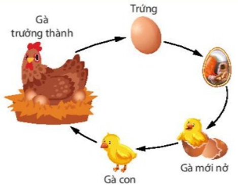 BÀI 22. SINH TRƯỞNG VÀ PHÁT TRIỂN Ở ĐỘNG VẬT HOẠT ĐỘNG KHỞI ĐỘNGGV yêu cầu HS thảo luận và trả lời:Quá trình một tế bào hợp tử phát triển thành một cơ thể hoàn chỉnh diễn ra như thế nào?HOẠT ĐỘNG HÌNH THÀNH KIẾN THỨCHoạt động 1. Tìm hiểu đặc điểm và các giai đoạn sinh trưởng, phát triển ở động vật.GV đặt câu hỏi hướng dẫn học sinh tìm hiểu:Em hãy trình bày tóm tắt các đặc điểm sinh trưởng và phát triển ở động vật.Giai đoạn phôi và hậu phôi diễn ra ở đâu? Quá trình phát triển phôi thai ở người có thể bị tác động bởi các yếu tố bên ngoài nào? Hậu quả có thể xảy ra?Sản phẩm dự kiến:1. Đặc điểm sinh trưởng và phát triểnĐặc điểm sinh trưởng và phát triển của động vật thế hiện qua:+ Tốc độ sinh trưởng và phát triển của cơ thế không đều theo thời gian.+ Tốc độ sinh trưởng và phát triển ở các phấn khác nhau của cơ thế không giống nhau.+ Các cơ quan, hệ cơ quan của phôi thai phát triển theo thời gian khác nhau.+ Thời gian sinh trưởng và phát triển đạt đến kích thước tối đa là khác nhau ở các loài động vật.2. Các giai đoạn sinh trưởng và phát triển a) Giai đoạn phôi:- Ở động vật đẻ trứng, giai đoạn phôi diễn ra trong trứng đã thụ tinh; - Ở động vật đẻ con, giai đoạn phôi diễn ra trong cơ thể mẹ.- Gồm nhiều giai đoạn kế tiếp nhau: phân cắt => phôi nang => phôi vị =>  tạo cơ quan.b) Giai đoạn hậu phôi: - Diễn ra sau khi trứng nở hoặc sau khi con sinh ra → diễn ra ngoài môi trường.- Có thể là phát triển qua biến thái hoặc phát triển không qua biến thái.Trả lời câu hỏi thảo luận- Cơ thể người mẹ mang thai không được cung cấp đủ chất dinh dưỡng hoặc lạm dụng một số chất kích thích như rượu, bia, thuốc lá làm phôi thai phát triển kém, trẻ sinh ra nhẹ cân, sức sống kém.- Sử dụng một số loại thuốc chữa bệnh mà không có sự hướng dẫn của bác sĩ, bị mắc bệnh lây truyền qua đường tình dục (lâu, giang mai....) có thể dẫn đến phôi thai phát triển không bình thường, dị tật, thậm chí thai chết.Hoạt động 2. Tìm hiểu về các hình thức phát triểnGV đưa ra câu hỏi: Em hãy nêu tiêu chí để phân biệt các hình thức phát triển ở động vậtEm hãy trả lời các câu hỏi Dừng lại và suy ngẫm trang 148.1. Phân biệt phát triển không qua biến thái và phát triển qua biến thái, phát triển qua biến thái hoàn toàn và biến thái không hoàn toàn.2. Kẻ bảng vào vở theo mẫu sau, điền ít nhất tên 10 loài động vật vào bảng và đánh dấu x vào kiểu biến thái của chúng.Tên động vậtPhát triển không qua biến thái Phát triển qua biến tháiBiến thái hoàn toànBiến thái không hoàn toàn1. Ruồi x 2. .......   3. Quan sát Hình 22.1 và 22.2, phân biệt các giai đoạn sinh trưởng và phát triển của con người từ giai đoạn phôi cho đến khi trưởng thành, từ đó giải thích tại sao cần có chế độ ăn uống phù hợp cho trẻ em và phụ nữ khi mang thai?Sản phẩm dự kiến:Dựa vào hình thái, cấu tạo của con non thành con trưởng thành người ta phân biệt hai kiểu phát triển: phát triển không qua biến thái và phát triển qua biến thái.Đáp án Câu hỏi Dừng lại và suy ngẫm trang 148.1. - Phát triển không qua biến thái là quá trình phát triển trong đó con non mới nở từ trứng ra, hoặc mới sinh ra đã có hình thái và cấu tạo giống con trưởng thành. - Phát triển qua biến thái là quá trình phát triển mà ấu trùng có hình thái và cấu tạo khác với con trưởng thành.- Phát triển qua biến thái hoàn toàn là quá trình phát triển mà ấu trùng có hình thái và cấu tạo khác hẳn con trưởng thành. - Phát triển qua biến thái không hoàn toàn là quá trình phát triển mà ấu trùng phát triển chưa hoàn thiện, trải qua nhiều lần lột xác, ấu trùng biến đổi thành con trưởng thành,2. (Bảng đính kèm dưới HĐ2)3. Giai đoạn phôi thai trong bụng mẹ gồm: giai đoạn phôi (hai tháng đầu) và giai đoạn thai (từ tháng thứ ba trở đi). Giai đoạn sau sinh gồm các giai đoạn ấu thơ, mầm non, nhi đồng, thiếu niên, thanh niên, trường thành.- Khi người mẹ mang thai, ngoài chất dinh dưỡng và năng lượng cần cung cấp cho người mẹ, còn cần cung cấp chất dinh dưỡng và năng lượng cho phôi thai phát triển. Nếu cung cấp không đủ chất dinh dưỡng và năng lượng cho người mẹ trong thời kì mang thai, trẻ em sinh ra sẽ nhẹ cân, sức sống kém.- Trẻ em từ khi sinh ra đến khi trưởng thành tăng nhanh về chiều cao và cân nặng. ⇒ Lượng chất dinh dưỡng và năng lượng bổ sung cũng phải tăng lên phù hợp với từng giai đoạn phát triển của trẻ em.Kết luận: - Quá trình sinh trưởng và phát triển của động vật được chia làm hai giai đoạn chủ yếu: giai đoạn phôi và giai đoạn hậu phôi.- Quá trình phát triển của động vật có thể không qua biến thái hoặc qua biến thái. Quá trình phát triển qua biến thái có thể là hoàn toàn hoặc không hoàn toàn. Nội dung sản phẩm dự kiến câu hỏi 2 trong hộp Dừng lại và suy ngẫmTên động vậtPhát triển không qua biến tháiPhát triển qua biến tháiPhát triển qua biến thái hoàn toànPhát triển qua biến thái không hoàn toàn1. Ruồi x 2. Bướm   3. Châu chấu  x4. Gàx  5. Ếch x …………Hoạt động 3. Tìm hiểu về các yếu tố ảnh hưởng đến sinh trưởng và phát triểnHS cùng thảo luận và trả lời câu hỏi: Em hãy trả lời lần lượt câu hỏi Dừng lại và suy ngẫm SGK trang 1501. Phân tích ảnh hưởng của các yếu tố trong đến sinh trưởng và phát triển ở động vật.2. Phân tích ảnh hưởng của các yếu tố bên ngoài đến sinh trưởng và phát triển ở động vật sống trên cạn và sống dưới nước.Sản phẩm dự kiến:1. Các nhân tố bên tronga) Tính di truyềnb) HormoneĐáp án CH 1 trong hộp CH Dừng lại và suy ngẫm SGK trang 150Phân tích ảnh hưởng của các yếu tố trong đến sinh trưởng và phát triển ở động vật:-  Tính di truyền: Mỗi cá thể động vật đều có những đặc điểm về sinh trưởng và phát triển đặc trưng cho loài, do tỉnh di truyền quyết định (ví dụ: giới hạn lớn tối đa của lợn Ỉ và lợn thịt là khác nhau,...).- Có nhiều hormone ảnh hưởng đến sinh trưởng và phát triểnVD1: Hormone sinh trưởng (growth hormone - GH) tăng cường quá trình tổng hợp protein trong tế bào, mô và cơ quan → tăng cường quá trình sinh trưởng của cơ thểVD2: Hormone Thyroxine: tăng tốc độ chuyển hóa cơ bản → tăng cường sinh trưởng, tăng sinh nhiệt, kích thích sự phát triển và hoạt động bình thường của hệ thần kinh, hệ sinh dục.2. Các nhân tố bên ngoàiĐáp án CH 2 trong hộp CH Dừng lại và suy ngẫm SGK trang 150a) Thức ăn:- Thức ăn là yếu tố ảnh hưởng mạnh nhất lên quá trình sinh trưởng và phát triển của động vật và người. - Các chất dinh dưỡng có trong thức ăn đều cần cho sinh trưởng và phát triển của động vật và người.b) Nhiệt độ- Mỗi loài động vật sinh trưởng và phát triển tốt trong điều kiện nhiệt độ môi trường thích hợp. - Nhiệt độ quá cao hoặc quá thấp có thể làm chậm quá trình sinh trưởng và phát triển của động vật, đặc biệt là động vật biến nhiệt.c) Ánh sáng- Ảnh hưởng đến quá trình sinh trưởng và phát triển của động vật qua nhiều cách khác nhau.Kết luận: Các nhân tố bên trong như di truyền, hormone và các nhân tố bên ngoài như thức ăn, nhiệt độ, ánh sáng,... ảnh hưởng đến sinh trưởng và phát triển của động vật.……HOẠT ĐỘNG LUYỆN TẬPCâu 1: Sự phát triển của cơ thể động vật gồm các quá trình liên quan mật thiết với nhau làA. sinh trưởng và phát sinh hình thái các cơ quan và cơ thểB. sinh trưởng và phân hóa tế bàoC. sinh trưởng,  phân hóa tế bào và phát sinh hình thái các cơ quan và cơ thểD. phân hóa tế bào và phát sinh hình thái các cơ quan và cơ thểCâu 2: Biến thái là sự thay đổiA. đột ngột về hình thái,  cấu tạo và từ từ về sinh lý của động vật sau khi sinh ra hoặc nở ra từ trứngB. từ từ về hình thái,  cấu tạo và đột ngột về sinh lý của động vật sau khi sinh ra hoặc nở ra từ trứngC. đột ngột về hình thái,  cấu tạo và sinh lý của động vật sau khi sinh ra hoặc nở ra từ trứngD. từ từ về hình thái,  cấu tạo và về sinh lý của động vật sau khi sinh ra hoặc nở ra từ trứngCâu 3: Tác dụng của hoocmon sinh trưởng GH là: A. Tăng cường tất cả các quá trình trao đổi chất trong cơ thểB. Tăng cường khả năng hấp thụ các chất protein, lipit, gluxitC. Tăng cường quá trình tổng hợp proteinD. Tăng cường quá trình chuyển hóa Ca vào xươngCâu 4: Nhân tố nào là nhân tố bên trong tham gia điều hòa quá trình sinh trưởng và phát triển của động vật?A. TestosteronB. TiroxinC. Thức ănD. HoocmonCâu 5: Quá trình phát triển của động vật đẻ trứng gồm giai đoạnA. Phôi     B. Phôi và hậu phôiC. Hậu phôi     D. Phôi thai và sau khi sinhSản phẩm dự kiến:Câu 1 - CCâu 2 - CCâu 3 - CCâu 4 - DCâu 5 - B HOẠT ĐỘNG VẬN DỤNG