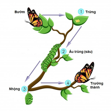 BÀI 22. SINH TRƯỞNG VÀ PHÁT TRIỂN Ở ĐỘNG VẬT HOẠT ĐỘNG KHỞI ĐỘNGGV yêu cầu HS thảo luận và trả lời:Quá trình một tế bào hợp tử phát triển thành một cơ thể hoàn chỉnh diễn ra như thế nào?HOẠT ĐỘNG HÌNH THÀNH KIẾN THỨCHoạt động 1. Tìm hiểu đặc điểm và các giai đoạn sinh trưởng, phát triển ở động vật.GV đặt câu hỏi hướng dẫn học sinh tìm hiểu:Em hãy trình bày tóm tắt các đặc điểm sinh trưởng và phát triển ở động vật.Giai đoạn phôi và hậu phôi diễn ra ở đâu? Quá trình phát triển phôi thai ở người có thể bị tác động bởi các yếu tố bên ngoài nào? Hậu quả có thể xảy ra?Sản phẩm dự kiến:1. Đặc điểm sinh trưởng và phát triểnĐặc điểm sinh trưởng và phát triển của động vật thế hiện qua:+ Tốc độ sinh trưởng và phát triển của cơ thế không đều theo thời gian.+ Tốc độ sinh trưởng và phát triển ở các phấn khác nhau của cơ thế không giống nhau.+ Các cơ quan, hệ cơ quan của phôi thai phát triển theo thời gian khác nhau.+ Thời gian sinh trưởng và phát triển đạt đến kích thước tối đa là khác nhau ở các loài động vật.2. Các giai đoạn sinh trưởng và phát triển a) Giai đoạn phôi:- Ở động vật đẻ trứng, giai đoạn phôi diễn ra trong trứng đã thụ tinh; - Ở động vật đẻ con, giai đoạn phôi diễn ra trong cơ thể mẹ.- Gồm nhiều giai đoạn kế tiếp nhau: phân cắt => phôi nang => phôi vị =>  tạo cơ quan.b) Giai đoạn hậu phôi: - Diễn ra sau khi trứng nở hoặc sau khi con sinh ra → diễn ra ngoài môi trường.- Có thể là phát triển qua biến thái hoặc phát triển không qua biến thái.Trả lời câu hỏi thảo luận- Cơ thể người mẹ mang thai không được cung cấp đủ chất dinh dưỡng hoặc lạm dụng một số chất kích thích như rượu, bia, thuốc lá làm phôi thai phát triển kém, trẻ sinh ra nhẹ cân, sức sống kém.- Sử dụng một số loại thuốc chữa bệnh mà không có sự hướng dẫn của bác sĩ, bị mắc bệnh lây truyền qua đường tình dục (lâu, giang mai....) có thể dẫn đến phôi thai phát triển không bình thường, dị tật, thậm chí thai chết.Hoạt động 2. Tìm hiểu về các hình thức phát triểnGV đưa ra câu hỏi: Em hãy nêu tiêu chí để phân biệt các hình thức phát triển ở động vậtEm hãy trả lời các câu hỏi Dừng lại và suy ngẫm trang 148.1. Phân biệt phát triển không qua biến thái và phát triển qua biến thái, phát triển qua biến thái hoàn toàn và biến thái không hoàn toàn.2. Kẻ bảng vào vở theo mẫu sau, điền ít nhất tên 10 loài động vật vào bảng và đánh dấu x vào kiểu biến thái của chúng.Tên động vậtPhát triển không qua biến thái Phát triển qua biến tháiBiến thái hoàn toànBiến thái không hoàn toàn1. Ruồi x 2. .......   3. Quan sát Hình 22.1 và 22.2, phân biệt các giai đoạn sinh trưởng và phát triển của con người từ giai đoạn phôi cho đến khi trưởng thành, từ đó giải thích tại sao cần có chế độ ăn uống phù hợp cho trẻ em và phụ nữ khi mang thai?Sản phẩm dự kiến:Dựa vào hình thái, cấu tạo của con non thành con trưởng thành người ta phân biệt hai kiểu phát triển: phát triển không qua biến thái và phát triển qua biến thái.Đáp án Câu hỏi Dừng lại và suy ngẫm trang 148.1. - Phát triển không qua biến thái là quá trình phát triển trong đó con non mới nở từ trứng ra, hoặc mới sinh ra đã có hình thái và cấu tạo giống con trưởng thành. - Phát triển qua biến thái là quá trình phát triển mà ấu trùng có hình thái và cấu tạo khác với con trưởng thành.- Phát triển qua biến thái hoàn toàn là quá trình phát triển mà ấu trùng có hình thái và cấu tạo khác hẳn con trưởng thành. - Phát triển qua biến thái không hoàn toàn là quá trình phát triển mà ấu trùng phát triển chưa hoàn thiện, trải qua nhiều lần lột xác, ấu trùng biến đổi thành con trưởng thành,2. (Bảng đính kèm dưới HĐ2)3. Giai đoạn phôi thai trong bụng mẹ gồm: giai đoạn phôi (hai tháng đầu) và giai đoạn thai (từ tháng thứ ba trở đi). Giai đoạn sau sinh gồm các giai đoạn ấu thơ, mầm non, nhi đồng, thiếu niên, thanh niên, trường thành.- Khi người mẹ mang thai, ngoài chất dinh dưỡng và năng lượng cần cung cấp cho người mẹ, còn cần cung cấp chất dinh dưỡng và năng lượng cho phôi thai phát triển. Nếu cung cấp không đủ chất dinh dưỡng và năng lượng cho người mẹ trong thời kì mang thai, trẻ em sinh ra sẽ nhẹ cân, sức sống kém.- Trẻ em từ khi sinh ra đến khi trưởng thành tăng nhanh về chiều cao và cân nặng. ⇒ Lượng chất dinh dưỡng và năng lượng bổ sung cũng phải tăng lên phù hợp với từng giai đoạn phát triển của trẻ em.Kết luận: - Quá trình sinh trưởng và phát triển của động vật được chia làm hai giai đoạn chủ yếu: giai đoạn phôi và giai đoạn hậu phôi.- Quá trình phát triển của động vật có thể không qua biến thái hoặc qua biến thái. Quá trình phát triển qua biến thái có thể là hoàn toàn hoặc không hoàn toàn. Nội dung sản phẩm dự kiến câu hỏi 2 trong hộp Dừng lại và suy ngẫmTên động vậtPhát triển không qua biến tháiPhát triển qua biến tháiPhát triển qua biến thái hoàn toànPhát triển qua biến thái không hoàn toàn1. Ruồi x 2. Bướm   3. Châu chấu  x4. Gàx  5. Ếch x …………Hoạt động 3. Tìm hiểu về các yếu tố ảnh hưởng đến sinh trưởng và phát triểnHS cùng thảo luận và trả lời câu hỏi: Em hãy trả lời lần lượt câu hỏi Dừng lại và suy ngẫm SGK trang 1501. Phân tích ảnh hưởng của các yếu tố trong đến sinh trưởng và phát triển ở động vật.2. Phân tích ảnh hưởng của các yếu tố bên ngoài đến sinh trưởng và phát triển ở động vật sống trên cạn và sống dưới nước.Sản phẩm dự kiến:1. Các nhân tố bên tronga) Tính di truyềnb) HormoneĐáp án CH 1 trong hộp CH Dừng lại và suy ngẫm SGK trang 150Phân tích ảnh hưởng của các yếu tố trong đến sinh trưởng và phát triển ở động vật:-  Tính di truyền: Mỗi cá thể động vật đều có những đặc điểm về sinh trưởng và phát triển đặc trưng cho loài, do tỉnh di truyền quyết định (ví dụ: giới hạn lớn tối đa của lợn Ỉ và lợn thịt là khác nhau,...).- Có nhiều hormone ảnh hưởng đến sinh trưởng và phát triểnVD1: Hormone sinh trưởng (growth hormone - GH) tăng cường quá trình tổng hợp protein trong tế bào, mô và cơ quan → tăng cường quá trình sinh trưởng của cơ thểVD2: Hormone Thyroxine: tăng tốc độ chuyển hóa cơ bản → tăng cường sinh trưởng, tăng sinh nhiệt, kích thích sự phát triển và hoạt động bình thường của hệ thần kinh, hệ sinh dục.2. Các nhân tố bên ngoàiĐáp án CH 2 trong hộp CH Dừng lại và suy ngẫm SGK trang 150a) Thức ăn:- Thức ăn là yếu tố ảnh hưởng mạnh nhất lên quá trình sinh trưởng và phát triển của động vật và người. - Các chất dinh dưỡng có trong thức ăn đều cần cho sinh trưởng và phát triển của động vật và người.b) Nhiệt độ- Mỗi loài động vật sinh trưởng và phát triển tốt trong điều kiện nhiệt độ môi trường thích hợp. - Nhiệt độ quá cao hoặc quá thấp có thể làm chậm quá trình sinh trưởng và phát triển của động vật, đặc biệt là động vật biến nhiệt.c) Ánh sáng- Ảnh hưởng đến quá trình sinh trưởng và phát triển của động vật qua nhiều cách khác nhau.Kết luận: Các nhân tố bên trong như di truyền, hormone và các nhân tố bên ngoài như thức ăn, nhiệt độ, ánh sáng,... ảnh hưởng đến sinh trưởng và phát triển của động vật.……HOẠT ĐỘNG LUYỆN TẬPCâu 1: Sự phát triển của cơ thể động vật gồm các quá trình liên quan mật thiết với nhau làA. sinh trưởng và phát sinh hình thái các cơ quan và cơ thểB. sinh trưởng và phân hóa tế bàoC. sinh trưởng,  phân hóa tế bào và phát sinh hình thái các cơ quan và cơ thểD. phân hóa tế bào và phát sinh hình thái các cơ quan và cơ thểCâu 2: Biến thái là sự thay đổiA. đột ngột về hình thái,  cấu tạo và từ từ về sinh lý của động vật sau khi sinh ra hoặc nở ra từ trứngB. từ từ về hình thái,  cấu tạo và đột ngột về sinh lý của động vật sau khi sinh ra hoặc nở ra từ trứngC. đột ngột về hình thái,  cấu tạo và sinh lý của động vật sau khi sinh ra hoặc nở ra từ trứngD. từ từ về hình thái,  cấu tạo và về sinh lý của động vật sau khi sinh ra hoặc nở ra từ trứngCâu 3: Tác dụng của hoocmon sinh trưởng GH là: A. Tăng cường tất cả các quá trình trao đổi chất trong cơ thểB. Tăng cường khả năng hấp thụ các chất protein, lipit, gluxitC. Tăng cường quá trình tổng hợp proteinD. Tăng cường quá trình chuyển hóa Ca vào xươngCâu 4: Nhân tố nào là nhân tố bên trong tham gia điều hòa quá trình sinh trưởng và phát triển của động vật?A. TestosteronB. TiroxinC. Thức ănD. HoocmonCâu 5: Quá trình phát triển của động vật đẻ trứng gồm giai đoạnA. Phôi     B. Phôi và hậu phôiC. Hậu phôi     D. Phôi thai và sau khi sinhSản phẩm dự kiến:Câu 1 - CCâu 2 - CCâu 3 - CCâu 4 - DCâu 5 - B HOẠT ĐỘNG VẬN DỤNG