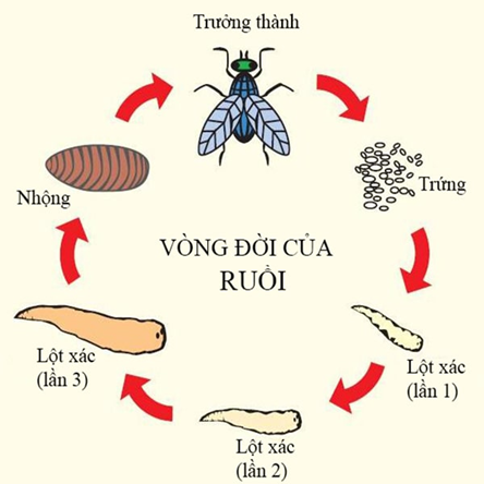 BÀI 22. SINH TRƯỞNG VÀ PHÁT TRIỂN Ở ĐỘNG VẬT HOẠT ĐỘNG KHỞI ĐỘNGGV yêu cầu HS thảo luận và trả lời:Quá trình một tế bào hợp tử phát triển thành một cơ thể hoàn chỉnh diễn ra như thế nào?HOẠT ĐỘNG HÌNH THÀNH KIẾN THỨCHoạt động 1. Tìm hiểu đặc điểm và các giai đoạn sinh trưởng, phát triển ở động vật.GV đặt câu hỏi hướng dẫn học sinh tìm hiểu:Em hãy trình bày tóm tắt các đặc điểm sinh trưởng và phát triển ở động vật.Giai đoạn phôi và hậu phôi diễn ra ở đâu? Quá trình phát triển phôi thai ở người có thể bị tác động bởi các yếu tố bên ngoài nào? Hậu quả có thể xảy ra?Sản phẩm dự kiến:1. Đặc điểm sinh trưởng và phát triểnĐặc điểm sinh trưởng và phát triển của động vật thế hiện qua:+ Tốc độ sinh trưởng và phát triển của cơ thế không đều theo thời gian.+ Tốc độ sinh trưởng và phát triển ở các phấn khác nhau của cơ thế không giống nhau.+ Các cơ quan, hệ cơ quan của phôi thai phát triển theo thời gian khác nhau.+ Thời gian sinh trưởng và phát triển đạt đến kích thước tối đa là khác nhau ở các loài động vật.2. Các giai đoạn sinh trưởng và phát triển a) Giai đoạn phôi:- Ở động vật đẻ trứng, giai đoạn phôi diễn ra trong trứng đã thụ tinh; - Ở động vật đẻ con, giai đoạn phôi diễn ra trong cơ thể mẹ.- Gồm nhiều giai đoạn kế tiếp nhau: phân cắt => phôi nang => phôi vị =>  tạo cơ quan.b) Giai đoạn hậu phôi: - Diễn ra sau khi trứng nở hoặc sau khi con sinh ra → diễn ra ngoài môi trường.- Có thể là phát triển qua biến thái hoặc phát triển không qua biến thái.Trả lời câu hỏi thảo luận- Cơ thể người mẹ mang thai không được cung cấp đủ chất dinh dưỡng hoặc lạm dụng một số chất kích thích như rượu, bia, thuốc lá làm phôi thai phát triển kém, trẻ sinh ra nhẹ cân, sức sống kém.- Sử dụng một số loại thuốc chữa bệnh mà không có sự hướng dẫn của bác sĩ, bị mắc bệnh lây truyền qua đường tình dục (lâu, giang mai....) có thể dẫn đến phôi thai phát triển không bình thường, dị tật, thậm chí thai chết.Hoạt động 2. Tìm hiểu về các hình thức phát triểnGV đưa ra câu hỏi: Em hãy nêu tiêu chí để phân biệt các hình thức phát triển ở động vậtEm hãy trả lời các câu hỏi Dừng lại và suy ngẫm trang 148.1. Phân biệt phát triển không qua biến thái và phát triển qua biến thái, phát triển qua biến thái hoàn toàn và biến thái không hoàn toàn.2. Kẻ bảng vào vở theo mẫu sau, điền ít nhất tên 10 loài động vật vào bảng và đánh dấu x vào kiểu biến thái của chúng.Tên động vậtPhát triển không qua biến thái Phát triển qua biến tháiBiến thái hoàn toànBiến thái không hoàn toàn1. Ruồi x 2. .......   3. Quan sát Hình 22.1 và 22.2, phân biệt các giai đoạn sinh trưởng và phát triển của con người từ giai đoạn phôi cho đến khi trưởng thành, từ đó giải thích tại sao cần có chế độ ăn uống phù hợp cho trẻ em và phụ nữ khi mang thai?Sản phẩm dự kiến:Dựa vào hình thái, cấu tạo của con non thành con trưởng thành người ta phân biệt hai kiểu phát triển: phát triển không qua biến thái và phát triển qua biến thái.Đáp án Câu hỏi Dừng lại và suy ngẫm trang 148.1. - Phát triển không qua biến thái là quá trình phát triển trong đó con non mới nở từ trứng ra, hoặc mới sinh ra đã có hình thái và cấu tạo giống con trưởng thành. - Phát triển qua biến thái là quá trình phát triển mà ấu trùng có hình thái và cấu tạo khác với con trưởng thành.- Phát triển qua biến thái hoàn toàn là quá trình phát triển mà ấu trùng có hình thái và cấu tạo khác hẳn con trưởng thành. - Phát triển qua biến thái không hoàn toàn là quá trình phát triển mà ấu trùng phát triển chưa hoàn thiện, trải qua nhiều lần lột xác, ấu trùng biến đổi thành con trưởng thành,2. (Bảng đính kèm dưới HĐ2)3. Giai đoạn phôi thai trong bụng mẹ gồm: giai đoạn phôi (hai tháng đầu) và giai đoạn thai (từ tháng thứ ba trở đi). Giai đoạn sau sinh gồm các giai đoạn ấu thơ, mầm non, nhi đồng, thiếu niên, thanh niên, trường thành.- Khi người mẹ mang thai, ngoài chất dinh dưỡng và năng lượng cần cung cấp cho người mẹ, còn cần cung cấp chất dinh dưỡng và năng lượng cho phôi thai phát triển. Nếu cung cấp không đủ chất dinh dưỡng và năng lượng cho người mẹ trong thời kì mang thai, trẻ em sinh ra sẽ nhẹ cân, sức sống kém.- Trẻ em từ khi sinh ra đến khi trưởng thành tăng nhanh về chiều cao và cân nặng. ⇒ Lượng chất dinh dưỡng và năng lượng bổ sung cũng phải tăng lên phù hợp với từng giai đoạn phát triển của trẻ em.Kết luận: - Quá trình sinh trưởng và phát triển của động vật được chia làm hai giai đoạn chủ yếu: giai đoạn phôi và giai đoạn hậu phôi.- Quá trình phát triển của động vật có thể không qua biến thái hoặc qua biến thái. Quá trình phát triển qua biến thái có thể là hoàn toàn hoặc không hoàn toàn. Nội dung sản phẩm dự kiến câu hỏi 2 trong hộp Dừng lại và suy ngẫmTên động vậtPhát triển không qua biến tháiPhát triển qua biến tháiPhát triển qua biến thái hoàn toànPhát triển qua biến thái không hoàn toàn1. Ruồi x 2. Bướm   3. Châu chấu  x4. Gàx  5. Ếch x …………Hoạt động 3. Tìm hiểu về các yếu tố ảnh hưởng đến sinh trưởng và phát triểnHS cùng thảo luận và trả lời câu hỏi: Em hãy trả lời lần lượt câu hỏi Dừng lại và suy ngẫm SGK trang 1501. Phân tích ảnh hưởng của các yếu tố trong đến sinh trưởng và phát triển ở động vật.2. Phân tích ảnh hưởng của các yếu tố bên ngoài đến sinh trưởng và phát triển ở động vật sống trên cạn và sống dưới nước.Sản phẩm dự kiến:1. Các nhân tố bên tronga) Tính di truyềnb) HormoneĐáp án CH 1 trong hộp CH Dừng lại và suy ngẫm SGK trang 150Phân tích ảnh hưởng của các yếu tố trong đến sinh trưởng và phát triển ở động vật:-  Tính di truyền: Mỗi cá thể động vật đều có những đặc điểm về sinh trưởng và phát triển đặc trưng cho loài, do tỉnh di truyền quyết định (ví dụ: giới hạn lớn tối đa của lợn Ỉ và lợn thịt là khác nhau,...).- Có nhiều hormone ảnh hưởng đến sinh trưởng và phát triểnVD1: Hormone sinh trưởng (growth hormone - GH) tăng cường quá trình tổng hợp protein trong tế bào, mô và cơ quan → tăng cường quá trình sinh trưởng của cơ thểVD2: Hormone Thyroxine: tăng tốc độ chuyển hóa cơ bản → tăng cường sinh trưởng, tăng sinh nhiệt, kích thích sự phát triển và hoạt động bình thường của hệ thần kinh, hệ sinh dục.2. Các nhân tố bên ngoàiĐáp án CH 2 trong hộp CH Dừng lại và suy ngẫm SGK trang 150a) Thức ăn:- Thức ăn là yếu tố ảnh hưởng mạnh nhất lên quá trình sinh trưởng và phát triển của động vật và người. - Các chất dinh dưỡng có trong thức ăn đều cần cho sinh trưởng và phát triển của động vật và người.b) Nhiệt độ- Mỗi loài động vật sinh trưởng và phát triển tốt trong điều kiện nhiệt độ môi trường thích hợp. - Nhiệt độ quá cao hoặc quá thấp có thể làm chậm quá trình sinh trưởng và phát triển của động vật, đặc biệt là động vật biến nhiệt.c) Ánh sáng- Ảnh hưởng đến quá trình sinh trưởng và phát triển của động vật qua nhiều cách khác nhau.Kết luận: Các nhân tố bên trong như di truyền, hormone và các nhân tố bên ngoài như thức ăn, nhiệt độ, ánh sáng,... ảnh hưởng đến sinh trưởng và phát triển của động vật.……HOẠT ĐỘNG LUYỆN TẬPCâu 1: Sự phát triển của cơ thể động vật gồm các quá trình liên quan mật thiết với nhau làA. sinh trưởng và phát sinh hình thái các cơ quan và cơ thểB. sinh trưởng và phân hóa tế bàoC. sinh trưởng,  phân hóa tế bào và phát sinh hình thái các cơ quan và cơ thểD. phân hóa tế bào và phát sinh hình thái các cơ quan và cơ thểCâu 2: Biến thái là sự thay đổiA. đột ngột về hình thái,  cấu tạo và từ từ về sinh lý của động vật sau khi sinh ra hoặc nở ra từ trứngB. từ từ về hình thái,  cấu tạo và đột ngột về sinh lý của động vật sau khi sinh ra hoặc nở ra từ trứngC. đột ngột về hình thái,  cấu tạo và sinh lý của động vật sau khi sinh ra hoặc nở ra từ trứngD. từ từ về hình thái,  cấu tạo và về sinh lý của động vật sau khi sinh ra hoặc nở ra từ trứngCâu 3: Tác dụng của hoocmon sinh trưởng GH là: A. Tăng cường tất cả các quá trình trao đổi chất trong cơ thểB. Tăng cường khả năng hấp thụ các chất protein, lipit, gluxitC. Tăng cường quá trình tổng hợp proteinD. Tăng cường quá trình chuyển hóa Ca vào xươngCâu 4: Nhân tố nào là nhân tố bên trong tham gia điều hòa quá trình sinh trưởng và phát triển của động vật?A. TestosteronB. TiroxinC. Thức ănD. HoocmonCâu 5: Quá trình phát triển của động vật đẻ trứng gồm giai đoạnA. Phôi     B. Phôi và hậu phôiC. Hậu phôi     D. Phôi thai và sau khi sinhSản phẩm dự kiến:Câu 1 - CCâu 2 - CCâu 3 - CCâu 4 - DCâu 5 - B HOẠT ĐỘNG VẬN DỤNG