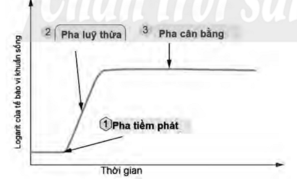 HOẠT ĐỘNG KHỞI ĐỘNGQuan sát hình ảnh hộp sữa chua bị phồng nắp và trả lời câu hỏi: Vì sao nắp hộp sữa chua bị phồng lên? Vì sao không nên sử dụng những hợp sữa chua đó?HOẠT ĐỘNG HÌNH THÀNH KIẾN THỨCHoạt động 1: Tìm hiểu quá trình tổng hợp và phân giải ở vi sinh vật.- GV cho HS quan sát hình 25.2 và trả lời câu hỏi 1 trang 119, SGK: Hãy nhận xét số lượng tế bào vi khuẩn E. coli sau mỗi lần phân chia. Từ đó hãy cho biết khái niệm sinh trưởng ở vi sinh vật?- GV đặt câu hỏi: Trong khái niệm trên có nhắc đến sự gia tăng cá thể. Vậy theo em, mỗi cá thể có gia tăng về kích thước và khối lượng không?- GV yêu cầu HS trả lời câu hỏi 2 trang 119, SGK: Vì sao nói sinh trưởng ở vi sinh vật là sinh trưởng của quần thể?- GV cho HS xem hình ảnh về sự sinh trưởng ở sinh vật đa bào, cụ thể là ở chó, yêu cầu HS trả lời câu hỏi luyện tập trang 119 SGK: Hãy so sánh sự sinh trưởng của quần thể vi sinh vật với sự sinh trưởng của sinh vật đa bào. Sản phẩm dự kiến:CH1 - tr 119 SGK.- Khi nuôi cấy vi khuẩn E Coli ở môi trường nước thịt ở nhiệt độ : + Cứ sau 20 phút thì tế bào vi khuẩn phân chia một lần. + Tăng gấp đôi sau mỗi lần phân chia.Thế hệ 012…nSố lượng tế bào1()2()4()..Nn() Khái niệm sinh trưởng ở vi sinh vật: Sinh trưởng ở vi sinh vật là sự gia tăng số lượng cá thể của quần thể vi sinh vật.Trả lời: + Từ khi sinh ra cho đến trước khi bước vào phân chia, vi khuẩn có sự gia tăng về kích thước và khối lượng. CH2 trang 119, SGK.Vi sinh vật có kích thước rất nhỏ nên rất khó để nhận ra sự thay đổi về kích thước và khối lượng. Do đó, sinh trưởng ở vi sinh vật cần được xem xét trên phạm vi quần thể. Luyện tập trang 119, SGK. Tham khảo file đính kèm phía dưới hoạt động.Hoạt động 2: Tìm hiểu các pha sinh trưởng của quần thể vi khuẩn- GV đưa ra câu hỏi: Em hãy trình bày những hình thức nuôi cấy vi khuẩn?- GV tổ chức cho HS làm việc nhóm đôi trả lời câu hỏi 3 và 4 trang 120 SGK:CH3. Đọc thông tin trên và quan sát hình 25.3, hãy trình bày đặc điểm các pha sinh trưởng của quần thể vi khuẩn trong nuôi cấy mô không liên tụcCH4. Hãy giải thích đường cong sinh trưởng trong nuôi cấy liên tục.Sản phẩm dự kiến:- Có 2 hình thức nuôi cấy vi khuẩn: nuôi cấy không liên tục và nuôi cấy liên tục. + Nuôi cấy không liên tục: là quá trình nuôi cấy không được bổ sung chất dinh dưỡng và không lấy đi các sản phẩm của quá trình nuôi cấy + Nuôi cấy liên tục: là quá trình nuôi cấy thường xuyên bổ sung chất dinh dưỡng đồng thời lấy đi một lượng dịch nuôi cấy tương ứng. CH3. Trình bày đặc điểm các pha sinh trưởng của quần thể vi khuẩn trong nuôi cấy không liên tục ở bảng đính kèm phía dưới hoạt động. CH4.- Vẽ hình: như dưới - Giải thích: Trong nuôi cấy liên tục, quần thể vi khuẩn không xảy ra pha suy vong vì chất dinh dưỡng được cung cấp liên tục và đồng thời lấy đi các sản phẩm nuôi cấy. => Kiến thức trọng tâm: + Trong môi trường nuôi cấy không liên tục, quần thể vi sinh vật sinh trưởng theo 4 pha: tiềm phát, lũy thừa, cân bằng và suy vong. + Trong môi trường nuôi cấy liên tục, quần thể vi sinh vật sinh trưởng theo 4 pha: tiềm phát, lũy thừa, cân bằng.….HOẠT ĐỘNG LUYỆN TẬPTừ nội dung bài học, GV yêu cầu HS hoàn thành các bài tập trắc nghiệm sau:Câu 1: Pha nào sau đây chỉ có ở nuôi cấy vi khuẩn không liên tục?A. Pha lũy thừaB. Pha tiềm phátC. Pha cân bằngD. Pha suy vongCâu 2: Trong nuôi cấy không liên tục, để thu được lượng sinh khối của vi khuẩn tối đa nên tiến hành thu hoạch vào thời điểm nào sau đây?A. Đầu pha lũy thừaB. Cuối pha lũy thừaC. Đầu pha tiềm phátD. Cuối pha cân bằngCâu 3: Đặc điểm nào sau đây đúng với sinh sản ở vi sinh vật nhân sơ?A. Chỉ có hình thức sinh sản vô tínhB. Chỉ có hình thức sinh sản hữu tínhC. Có cả 2 hình thức: sinh sản vô tính và sinh sản hữu tínhD. Chưa có hình thức sinh sảnCâu 4: Xạ khuẩn có hình thức sinh sản bằngA. phân đôiB. nảy chồiC. bào tử trầnD. tiếp hợpCâu 5: Sinh trưởng ở vi sinh vật làA. sự gia tăng khối lượng cơ thể vi sinh vậtB. sự gia tăng kích thước cơ thể vi sinh vậtC. sự gia tăng về số lượng loài của quần thể vi sinh vậtD. sự gia tăng về số lượng cá thể của quần thể vi sinh vật Sản phẩm dự kiến:Câu 1 - DCâu 2 - BCâu 3 - ACâu 4 - CCâu 5 - D HOẠT ĐỘNG VẬN DỤNG