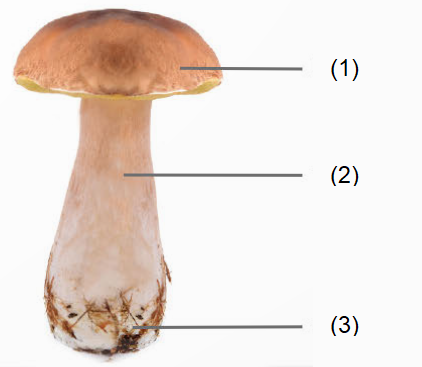 BÀI 19: ĐẶC ĐIỂM CHUNG CỦA NẤM