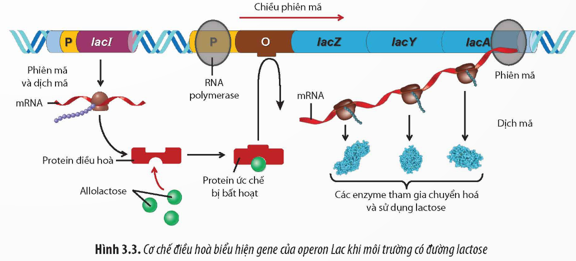 BÀI 3: ĐIỀU HÒA BIỂU HIỆN GENE