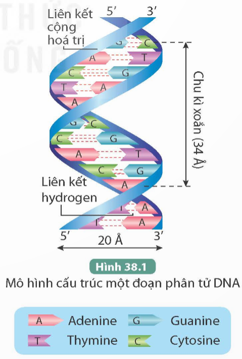 BÀI 38: NUCLEIC ACID VÀ GENE(16 CÂU)