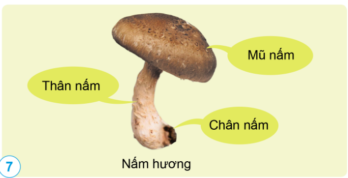 HOẠT ĐỘNG VẬN DỤNG