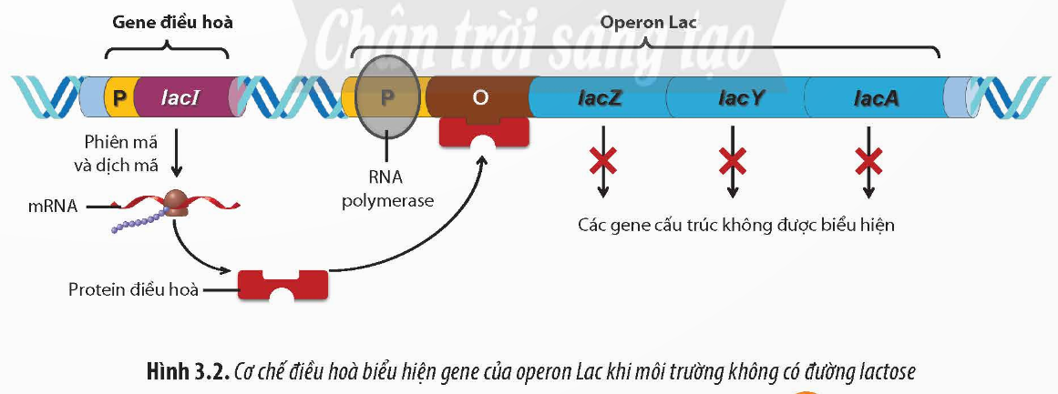 BÀI 3: ĐIỀU HÒA BIỂU HIỆN GENE