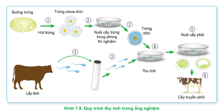 BÀI 22. SINH SẢN Ở ĐỘNG VẬTHOẠT ĐỘNG KHỞI ĐỘNGGV đặt câu hỏi yêu cầu HS thảo luận và trả lời câu hỏi: Quá trình sinh sản của ong, cá chép, gà và thỏ có gì khác nhau? Trong những loài này, loài nào sinh sản theo mùa? Con người có thể điều khiển số trứng hoặc số con được sinh ra ở những loài này không?HOẠT ĐỘNG HÌNH THÀNH KIẾN THỨCHoạt động 1. Tìm hiểu về sinh sản vô tínhGV đặt câu hỏi hướng dẫn học sinh tìm hiểu: Em hãy trình bày các hình thức sinh sinh sản vô tính ở động vật. Nêu ví dụ.Sản phẩm dự kiến:- Phân đôi: từ cá thể mới ban đầu, tách đôi cơ thể tạo thành hai cá thể mới.Ví dụ: hải quỳ, giun dẹp…- Nảy chồi: Chồi từ cơ thể mẹ tách ra tạo thành cá thể mới.Ví dụ: Bọt biển, Ruột khoang (thủy tức…)...- Phân mảnh: Các mảnh nhỏ của cơ thể phát triển thành cá thể mới.Ví dụ: Sao biển, giun dẹp…- Trinh sản: Trứng không được thụ tinh phát triển thành cá thể mới.Ví dụ: ong, rệp kiến, cá mập đầu búa…Hoạt động 2. Tìm hiểu về sinh sản hữu tínhHS thảo luận trả lời câu hỏi: Em hãy trình bày các hình thức sinh sản hữu tính ở động vật. Nêu ví dụ. Em hãy trình bày quá trình sinh sản hữu tính.Sản phẩm dự kiến:1. Các hình thức sinh sản hữu tínha) Hình thức thụ tinh- Thụ tinh ngoài: trứng và tinh trùng gặp nhau ở bên ngoài cơ thể con cái.Ví dụ: cá, ếch… - Thụ tinh trong: trứng và tinh trùng gặp nhau trong cơ quan sinh dục của con cái.Ví dụ: người, chó, sư tử…b) Hình thức sinh (đẻ): - Đẻ trứng: phôi phát triển nhờ chất dự trữ có ở noãn hoàng.Ví dụ: ong, cá, gà, thú mỏ vịt…- Đẻ trứng thai: sau thụ tinh, phôi phát triển thành con ở trong trứng nước khi được mẹ đẻ ra ngoài.Ví dụ: cá kiếm, cá đuối…- Đẻ con: phôi phát triển trong cơ thể mẹ nhờ chất dự trữ có ở noãn hoàng và chất dinh dưỡng nhận từ cơ thể mẹ.Ví dụ: nai, sư tử, mèo…2. Quá trình sinh sản hữu tínha) Hình thành tinh trùng và trứng- Buồng trứng sản xuất trứng, tinh hoàn sản xuất tinh trùng. Thông qua quá trình nguyên và giảm phân, trứng và phân tinh trùng được tạo ra mang bộ nhiễm sắc thể đơn bội (n).b) Thụ tinh tạo hợp tử- Một tinh trùng và một trứng kết hợp với nhau tạo thành hợp tử có bộ nhiễm sắc thể lưỡng bội (2n).c) Phát triển phôi thai- Hợp tử phân chia tạo thành phôi. Ở những loài đẻ con, phôi phát triển thành thai.d) Đẻ- Khi đủ thời gian phát triển, Ở trứng hoặc thai sẽ được đẩy ra khỏi tử cung của cơ thể mẹ nhờ quá trình đẻ.Hoạt động 3. Tìm hiểu về điều hòa sinh sảnHS thảo luận trả lời câu hỏi: Em hãy trình bày các cơ chế điều hòa sinh sản. Sản phẩm dự kiến:1. Cơ chế điều hòa sinh sảna) Tác động của hệ thần kinh và hormone- Hormone GnRH (do vùng dưới đồi tiết ra) kích thích tuyến yên tiết FSH và LH → tác động lên tuyến sinh dục: kích thích quá trình sản sinh tinh trùng (ở tinh hoàn cá thể đực) và quá trình chín và rụng trứng (ở buồng trứng của cá thể cái).- Các hormone được tiết ra bởi tinh hoàn (testosterone, inhibin), buồng trứng (estrogen), thể vàng (estrogen và progesterone) có mối liên hệ ngược lên tuyến yên và vùng dưới đồi.b) Tác động của yếu tố môi trường- Pheromone, chế độ dinh dưỡng, ánh sáng, nhiệt độ, các chất kích thích,... ảnh hưởng đến quá trình sinh tinh và sinh trứng ở động vật do làm biến đổi quá trình trao đổi chất hoặc tác động lên hệ thần kinh và hệ nội tiết.2. Điều khiển sinh sản ở động vậtTrong chăn nuôi, dựa trên cơ chế điều hòa sinh sản ở động vật, con người có thể điều khiển số trứng, số con và giới tính của vật nuôi:- Thụ tinh nhân tạo giúp làm tăng hiệu quả thụ tinh.Thụ tinh nhân tạo có hiệu quả hơn nhiều so với giao phối tự nhiên- Sử dụng hormone hoặc chất kích thích tổng hợp để làm tăng sản sinh tinh trùng, kích thích trứng chín, rụng nhiều trứng cùng một lúc hoặc tăng hiệu quả thụ thai.Thuốc kích dục tố hCG- Thay đổi thời gian chiếu sáng, nhiệt độ theo chu kì sinh sản của con vật.Chiếu sáng cho gà để kích thích đẻ trứng- Xử lí nhiệt độ hoặc chọn lọc tinh trùng để điều khiển giới tính con vật.Xử lí nhiệt độ cao để sản xuất cá rô phi đơn tính- Thụ  tinh trong ống nghiệm và nuôi cấy phôi: Trứng và tinh trùng được cho kết hợp với nhau trong ống nghiệm, phôi được nuôi đến một giai đoạn phát triển rồi cấy vào trong con cái. Thụ tinh trong ống nghiệm ở bò3. Điều hòa sinh sản ở người- Sinh đẻ có kế hoạch là việc thực hiện các biện pháp nhằm kiểm soát số con, thời điểm sinh con và khoảng cách giữa các lần sinh con sao cho phù hợp với việc nâng cao chất lượng cuộc sống của mỗi cá nhân, gia đình và xã hội.- Sử dụng biện pháp tránh thai giúp sinh đẻ chủ động, thực hiện kế hoạch hóa gia đình.- Một số biện pháp tránh thai:+ Ức chế quá trình chín và rụng trứng+ Ngăn cản tinh trùng gặp trứng+ Ngăn cản sự làm tổ của phôi trong tử cung- Kĩ thuật hỗ trợ sinh sản là liệu pháp điều trị vô sinh hoặc hiếm muộn: kĩ thuật thu nhận giao tử, chuẩn bị giao tử, hỗ trợ thụ tinh, nuôi phôi và cấy chuyền phôi.- Kĩ thuật bảo quản phôi và các giao tử.- Kĩ thuật thường được sử dụng là: Kĩ thuật IUI (bơm tinh trùng vào tử cung), Kĩ thuật IVF (thụ tinh trong ống nghiệm), Kĩ thuật ICSI (bơm tinh trùng vào bào tương trứng).HOẠT ĐỘNG LUYỆN TẬPTừ nội dung bài học, GV yêu cầu HS hoàn thành các bài tập trắc nghiệm sau:Câu 1: Dị ghép là trường hợpA. lấy mô từ chỗ này cấy vào chỗ khác trên cùng một cơ thể.B. ghép mô từ người này sang người khác không cùng huyết thống.C. ghép mô từ người anh chị em song sinh cùng trứngD. cấy mô nhân tạo vào cơ thể sống.Câu 2: Trường hợp nào sau đây không phải là ứng dụng của sinh sản vô tính?A. Nuôi cấy mô trong môi trường nhân tạo.B. Ghép cơ quan từ người này sang người khác.C. Chuyển gen từ loài này sang loài khác.D. Nhân bản vô tính ở động vật.Câu 3: Ghép tủy giữa hai anh em sinh đôi cùng trứng có thể coi làA. tự ghép vì hai cơ thể có kiểu gen hoàn toàn giống nhau.B. đồng ghép, vì đây là hai cơ thể anh em sinh đôi cùng trứng.C. dị ghép, vì hai cơ thể có thể không cùng nhóm máu.D. trường hợp này không phải là ghép mô.Câu 4: Truyền máu giữa hai anh em sinh đôi cùng trứng có thể coi làA. tự ghép vì hai cơ thể có kiểu gen hoàn toàn giống nhau.B. đồng ghép, vì đây là hai cơ thể khác nhau.C. dị ghép, vì hai cơ thể có thể không cùng nhóm máuD. trường hợp này không phải là ghép mô.Câu 5: Phân mảnh là hình thức sinh sản có ở:A. trùng roi và bọt biển.B. bọt biển và giun dẹp.C. a míp và trùng đế giày.D. a míp và trùng roiSản phẩm dự kiến:Câu 1 - BCâu 2 - CCâu 3 - BCâu 4 - DCâu 5 - B HOẠT ĐỘNG VẬN DỤNG