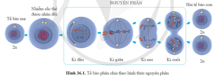 BÀI 36: NGUYÊN PHÂN VÀ GIẢM PHÂN(15 CÂU)