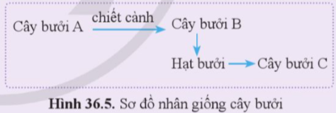 BÀI 36: NGUYÊN PHÂN VÀ GIẢM PHÂN(15 CÂU)