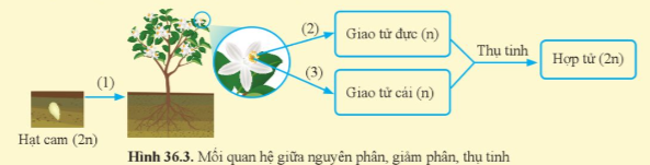 BÀI 36: NGUYÊN PHÂN VÀ GIẢM PHÂN(15 CÂU)