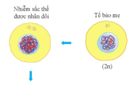 BÀI 36: NGUYÊN PHÂN VÀ GIẢM PHÂN(15 CÂU)